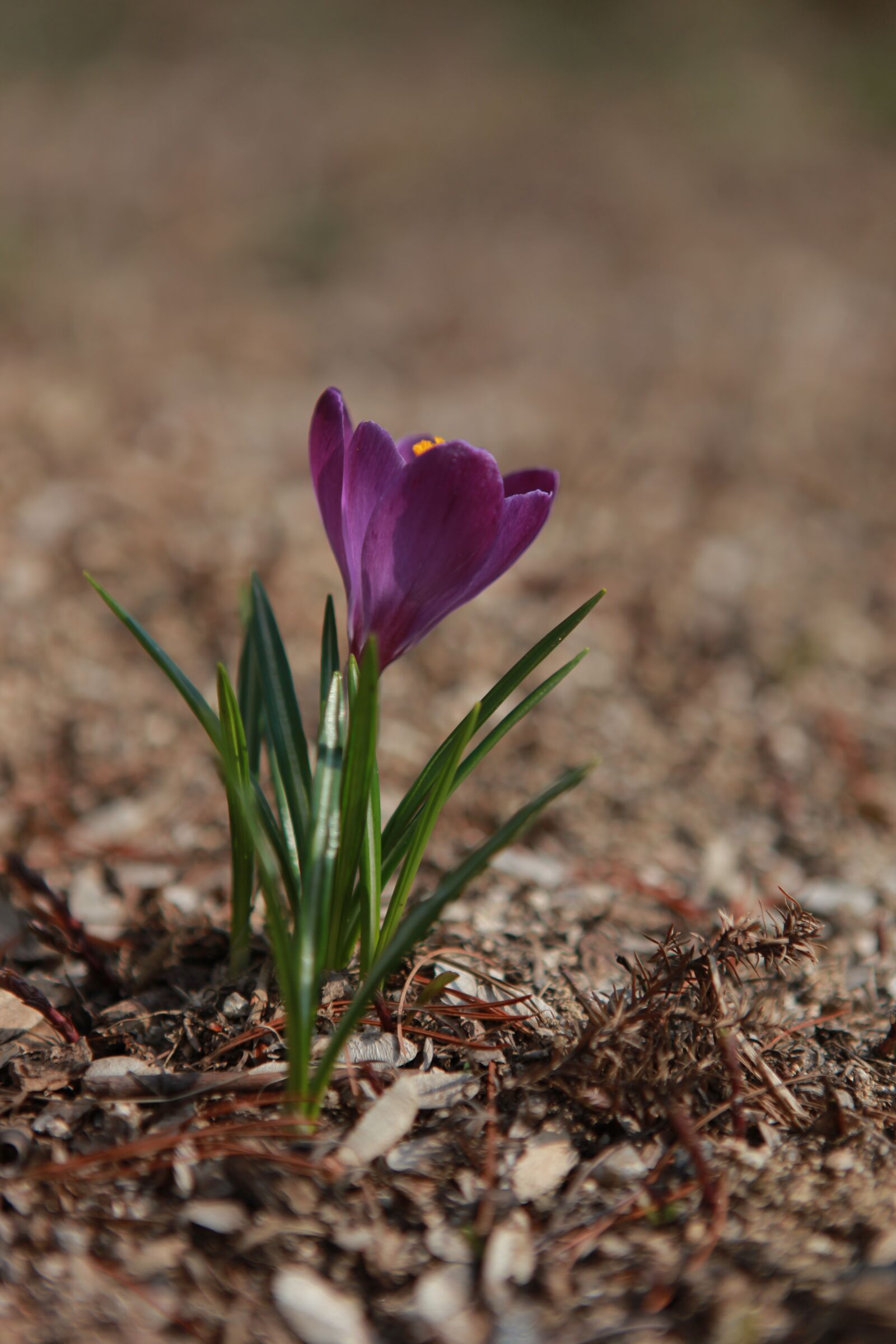 Canon EOS 5D Mark II sample photo. Crocus, flowers, spring photography