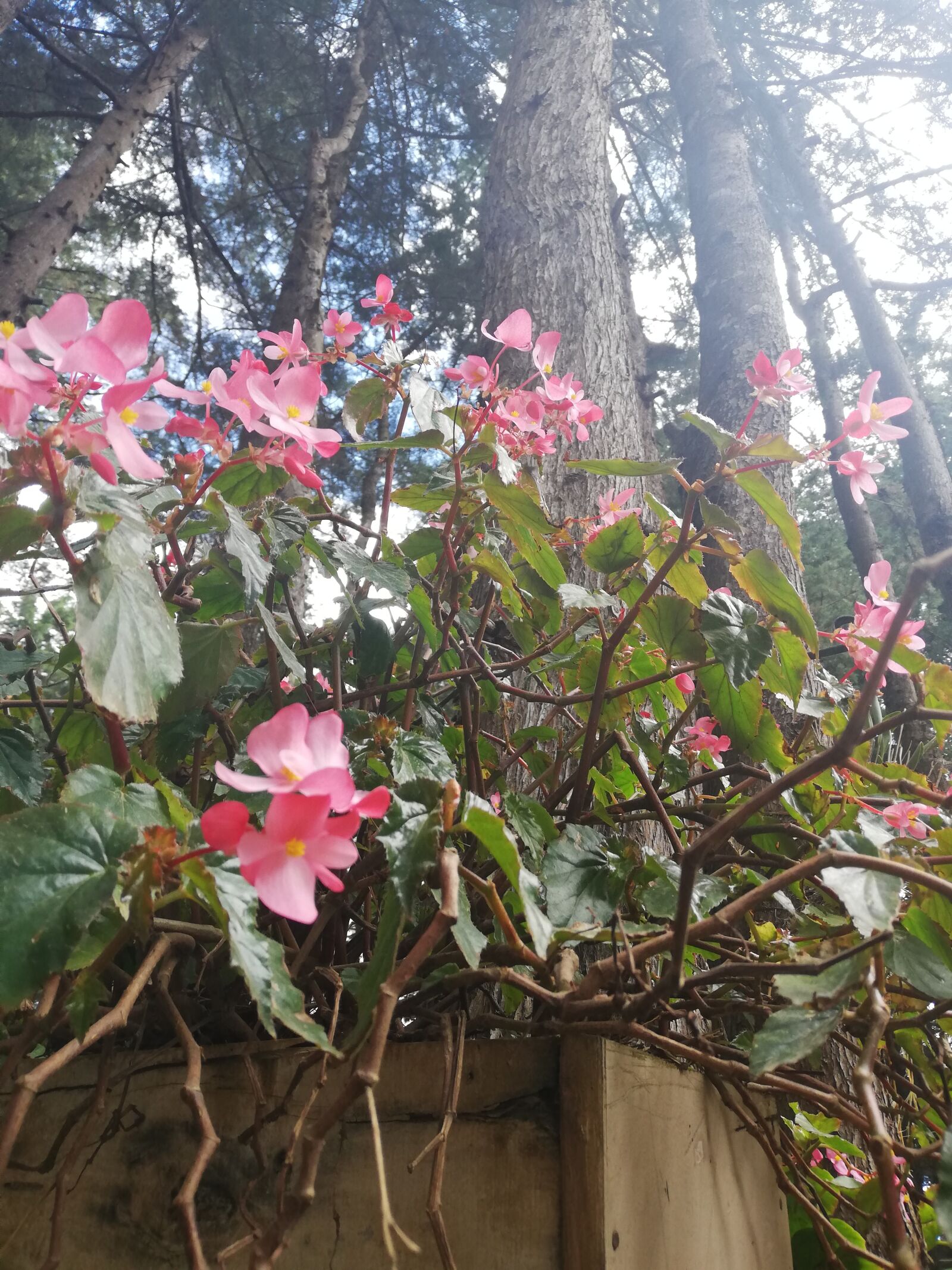 HUAWEI P20 lite sample photo. Flowers, forrest flowers, nature photography