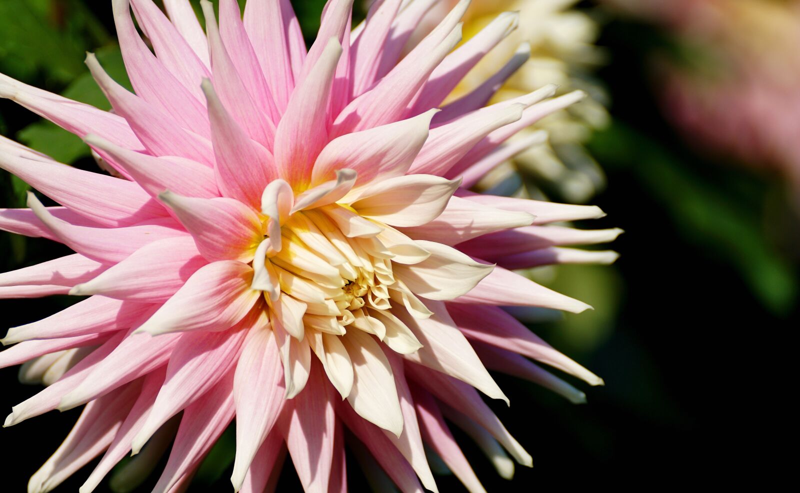 Sony DT 55-300mm F4.5-5.6 SAM sample photo. Dahlia, blossom, bloom photography