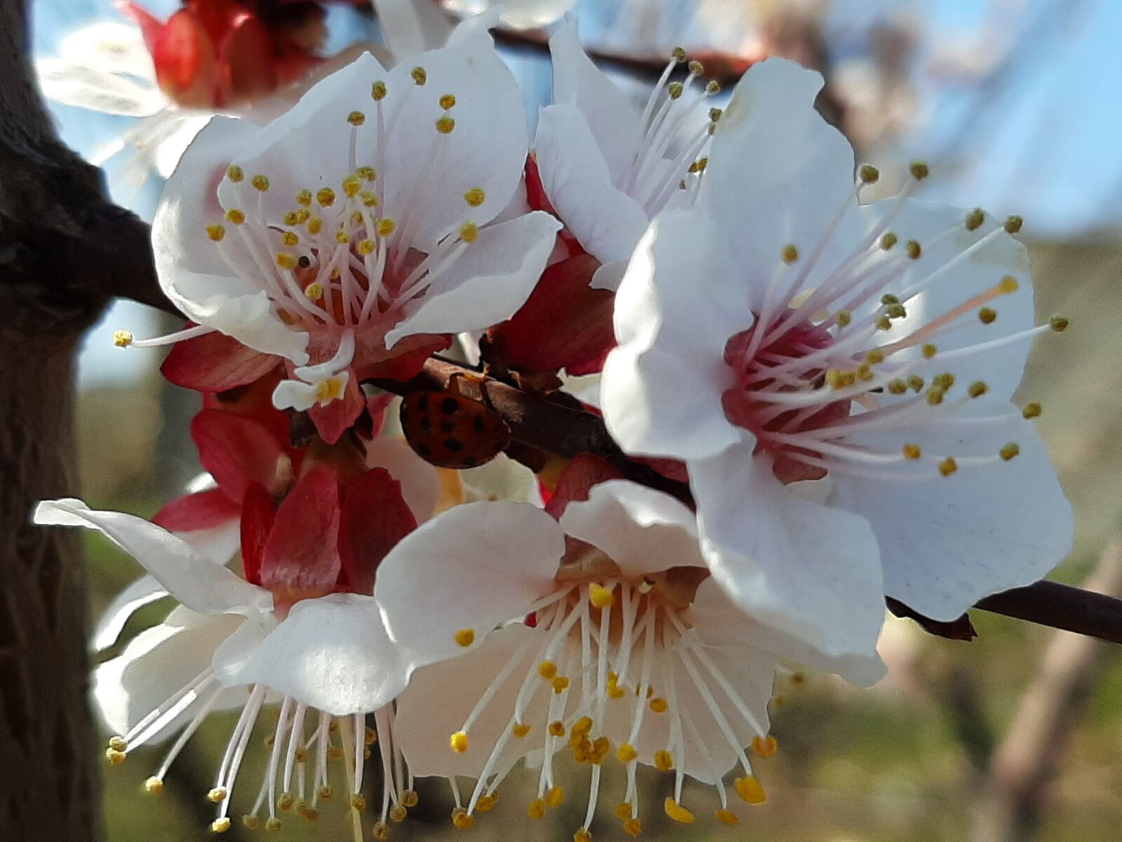 Samsung Galaxy A50 sample photo. Spring, flowers, belove photography