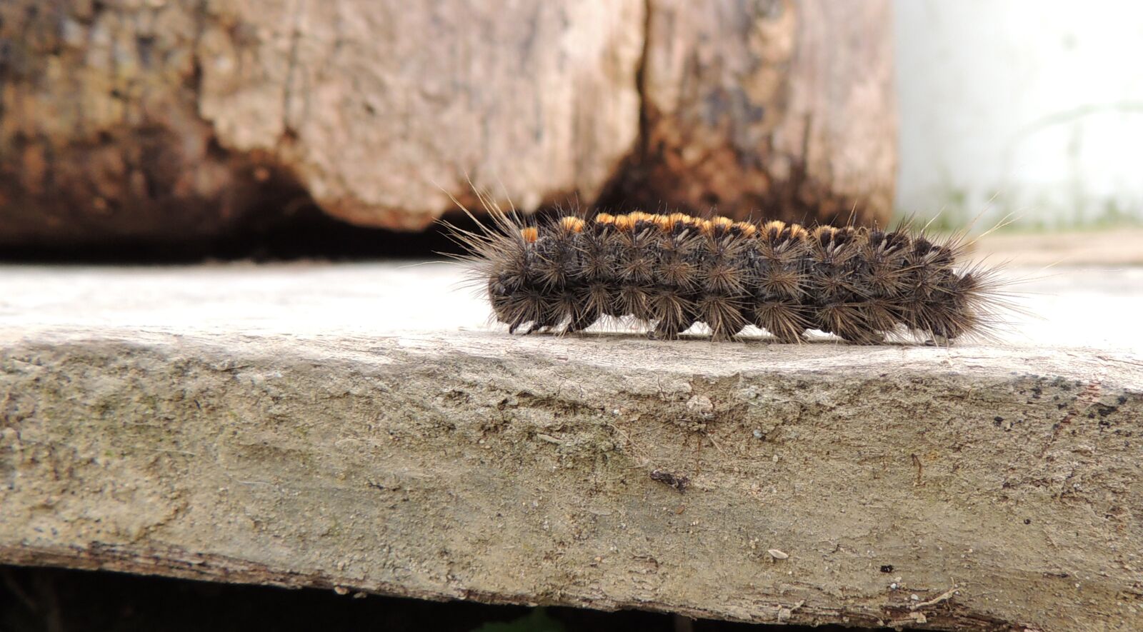 Nikon Coolpix P510 sample photo. Insect, worm, caterpillar photography