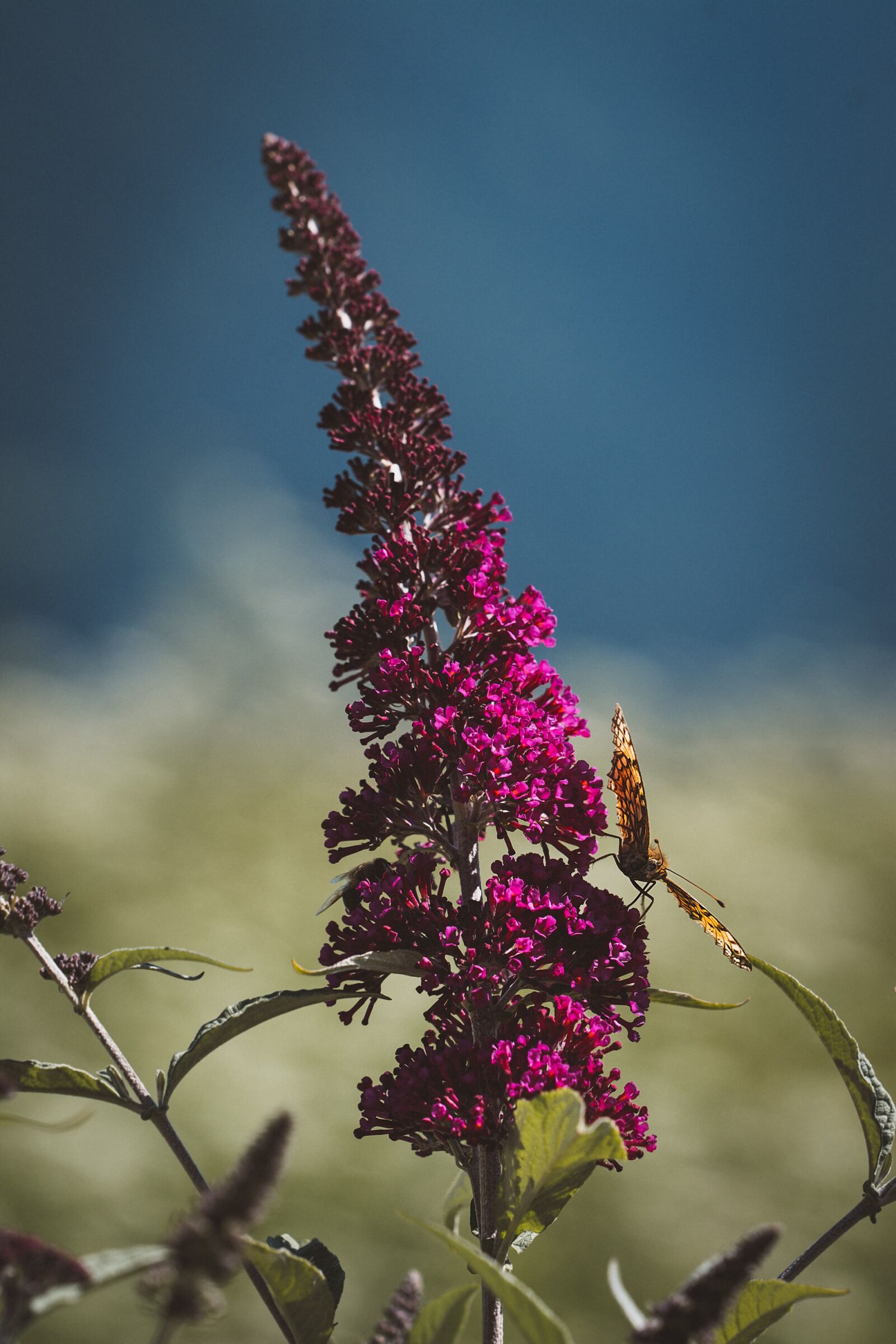 Nikon D7100 sample photo. Summer lilac, butterfly, blossom photography