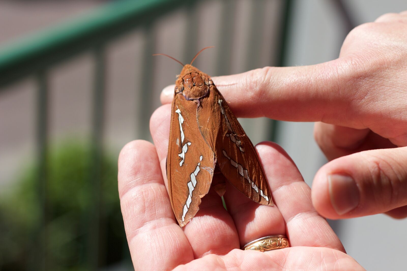 Canon EOS 550D (EOS Rebel T2i / EOS Kiss X4) sample photo. Moth, hawk-moth, insect photography