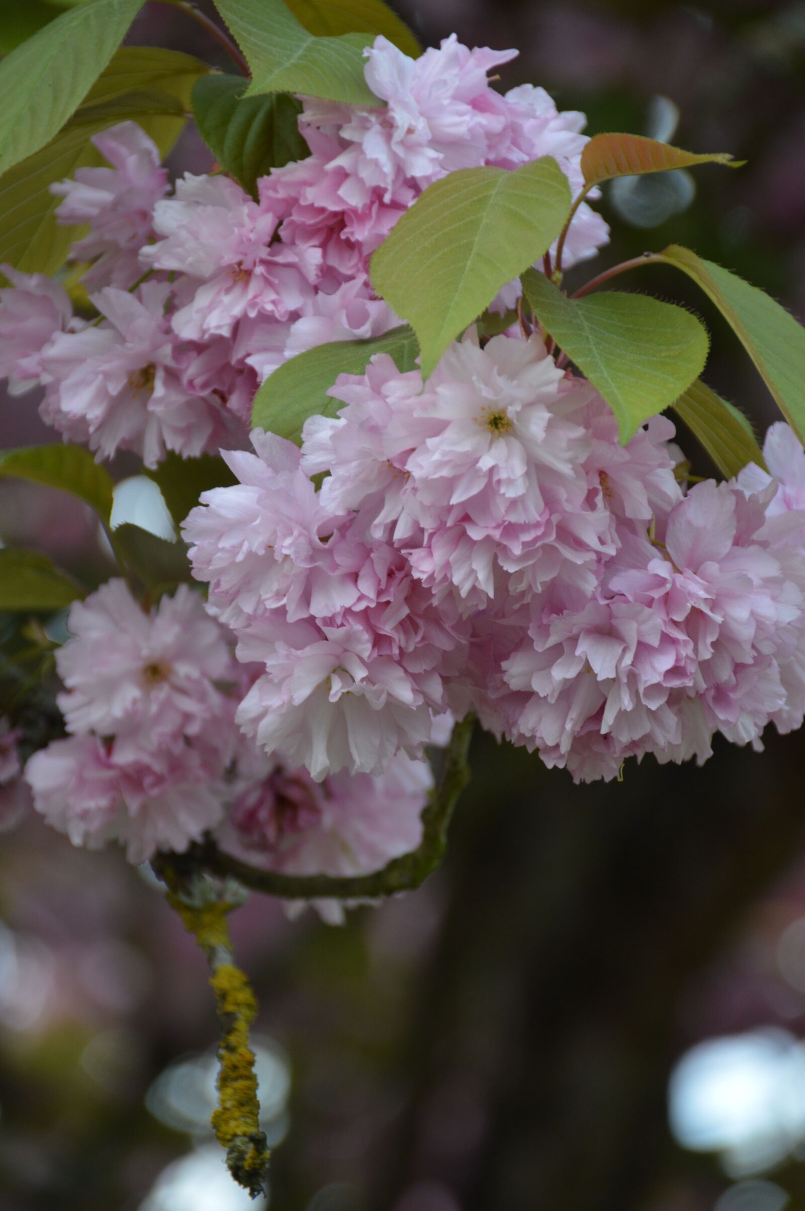 Nikon D3200 sample photo. Nature, flower, garden photography