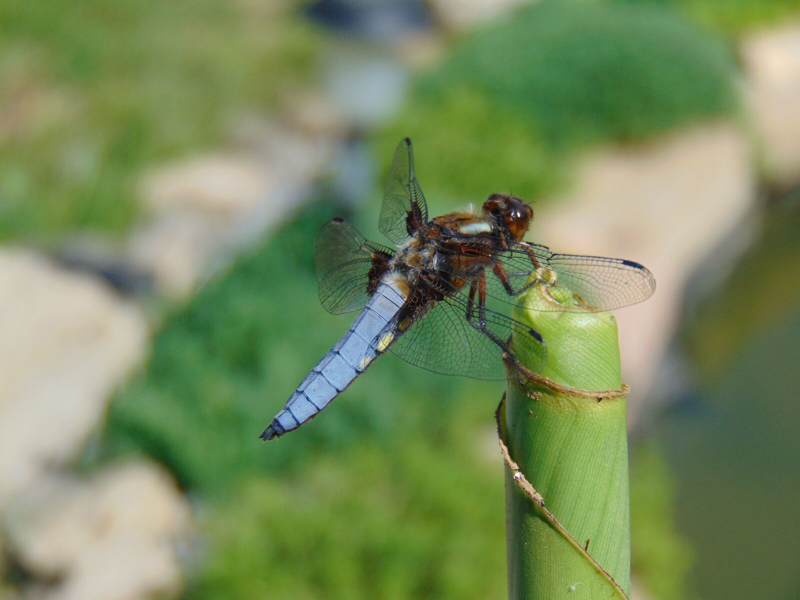 Sony Cyber-shot DSC-H300 sample photo. Dragonfly, nature, insect photography