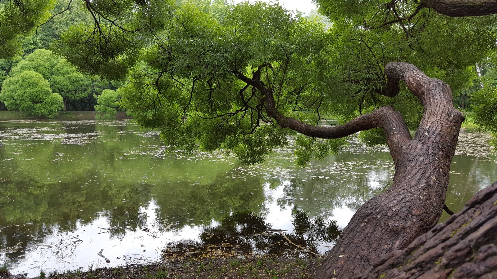 Samsung GALAXY S6 edge sample photo. Willow, pond, lake photography