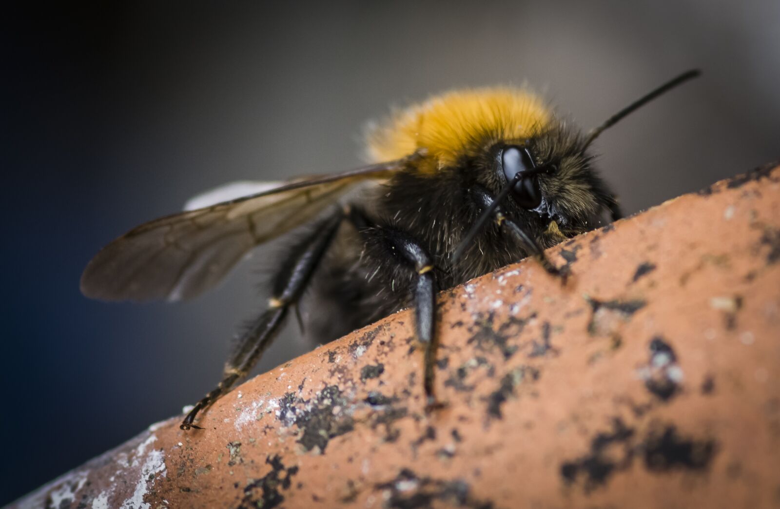 Nikon D7200 sample photo. Insect, bee, pollinator photography