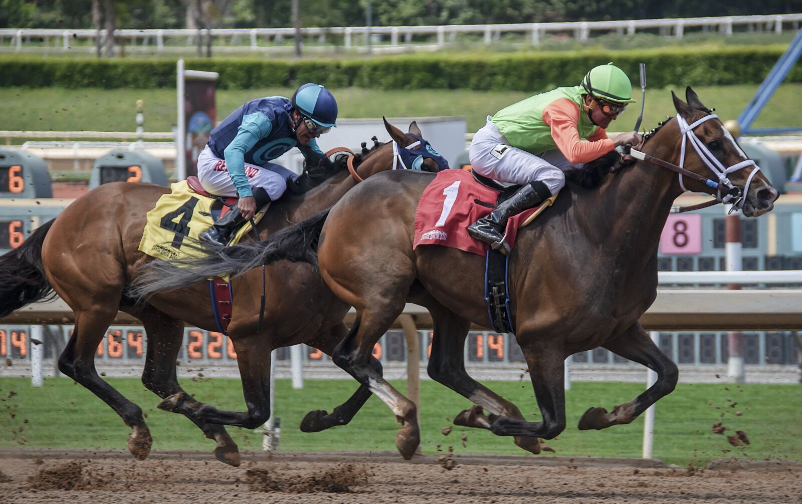 Nikon D850 sample photo. Horse, horses, animal photography