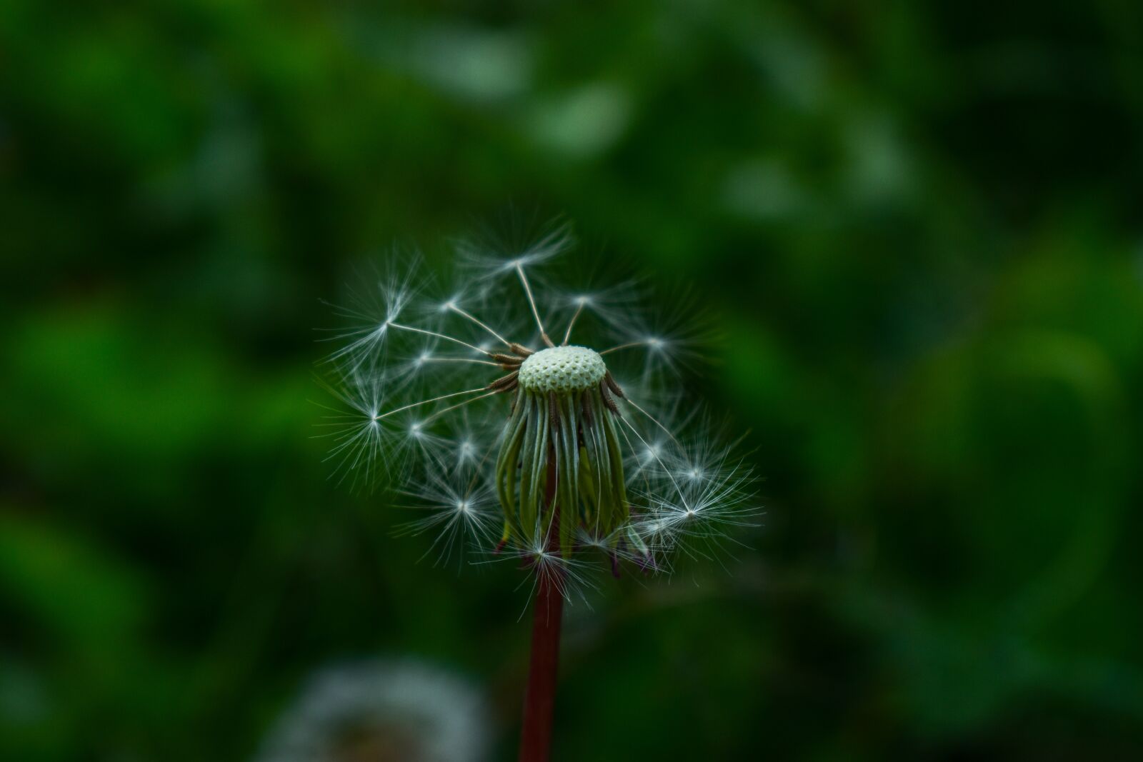 Nikon D3400 sample photo. Dandelion, nature, high contrast photography