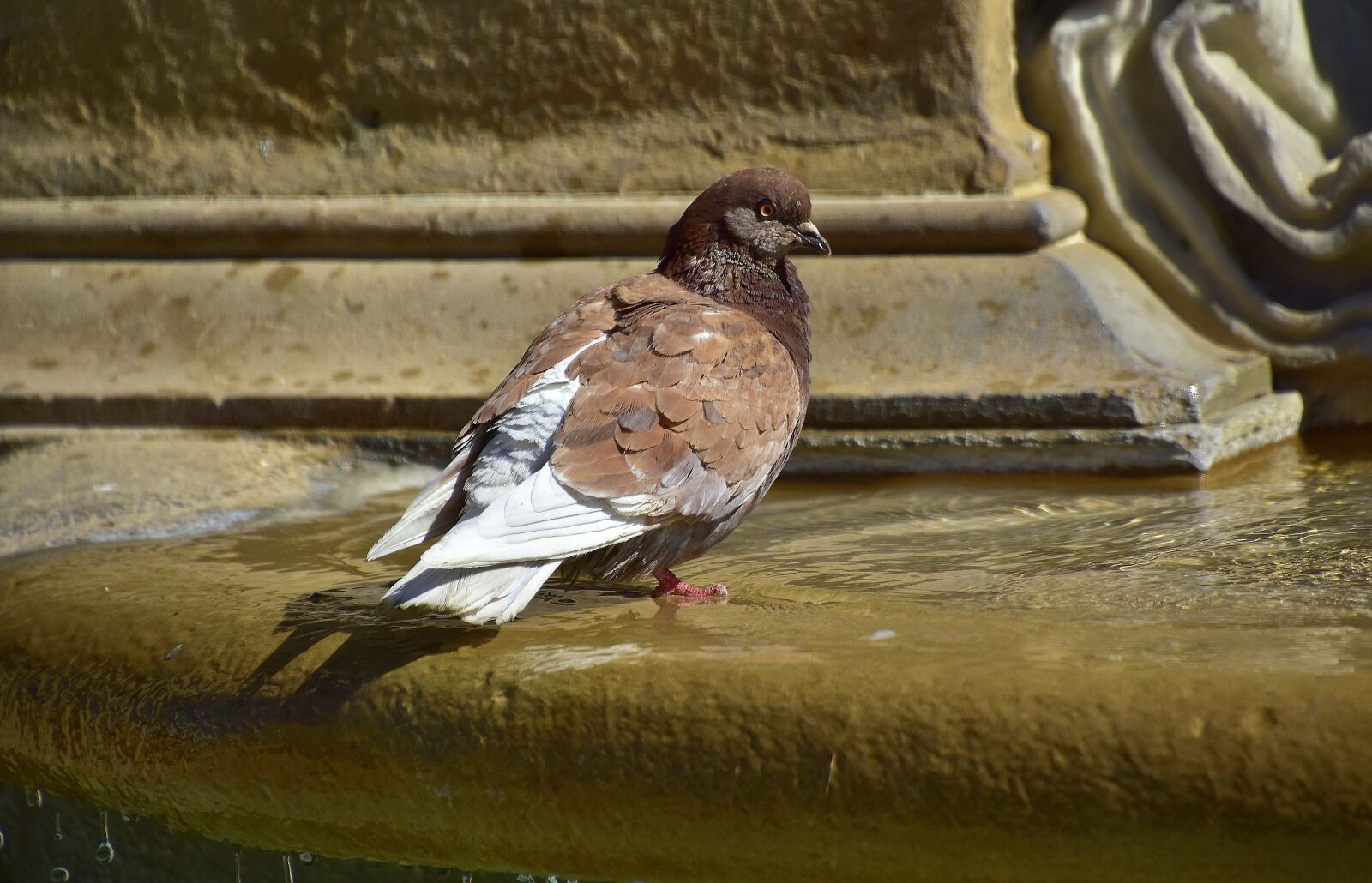 Nikon D7200 sample photo. Pigeons, water, nature photography