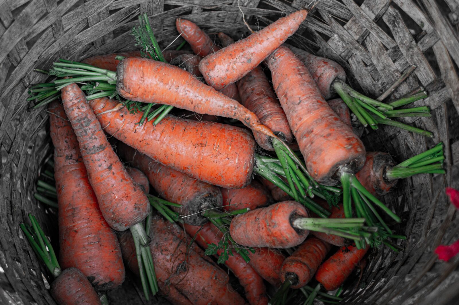 Nikon D3400 sample photo. Carrots, basket, vegetables photography