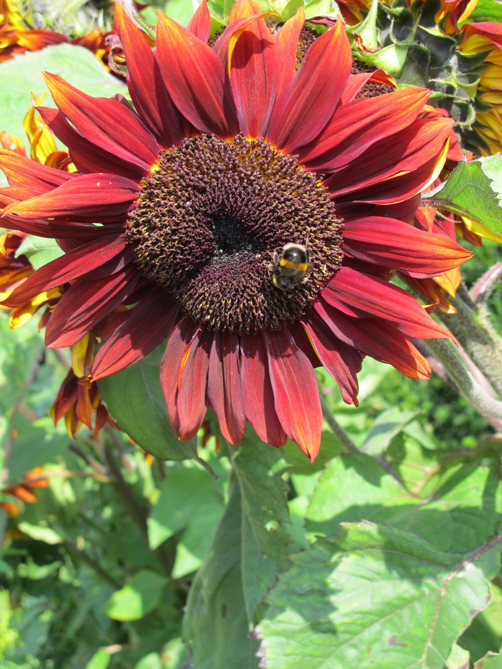 Canon PowerShot G12 sample photo. Sunflower, flower flowers, bloom photography