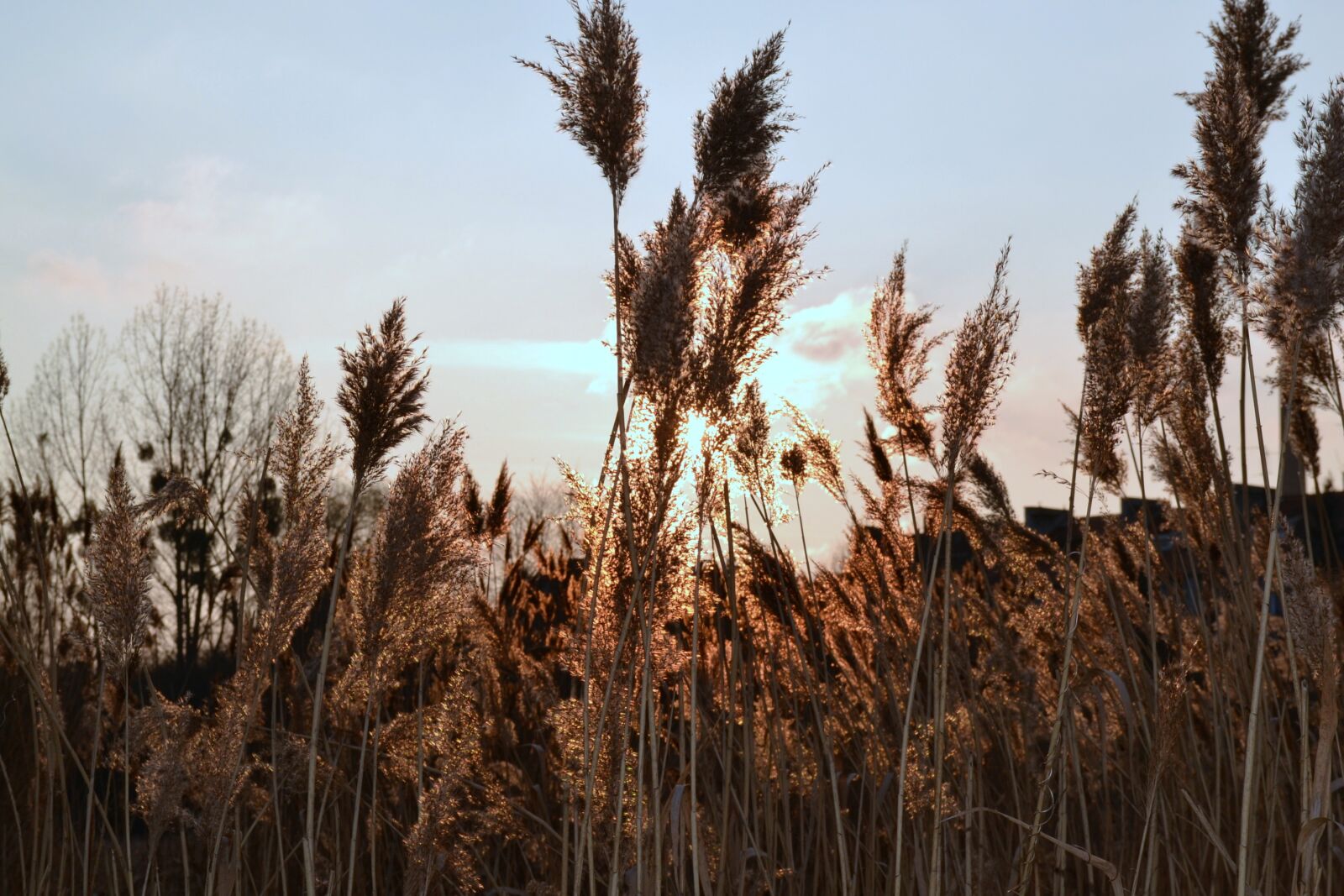 Nikon D3100 sample photo. Sunset, nature, sky photography