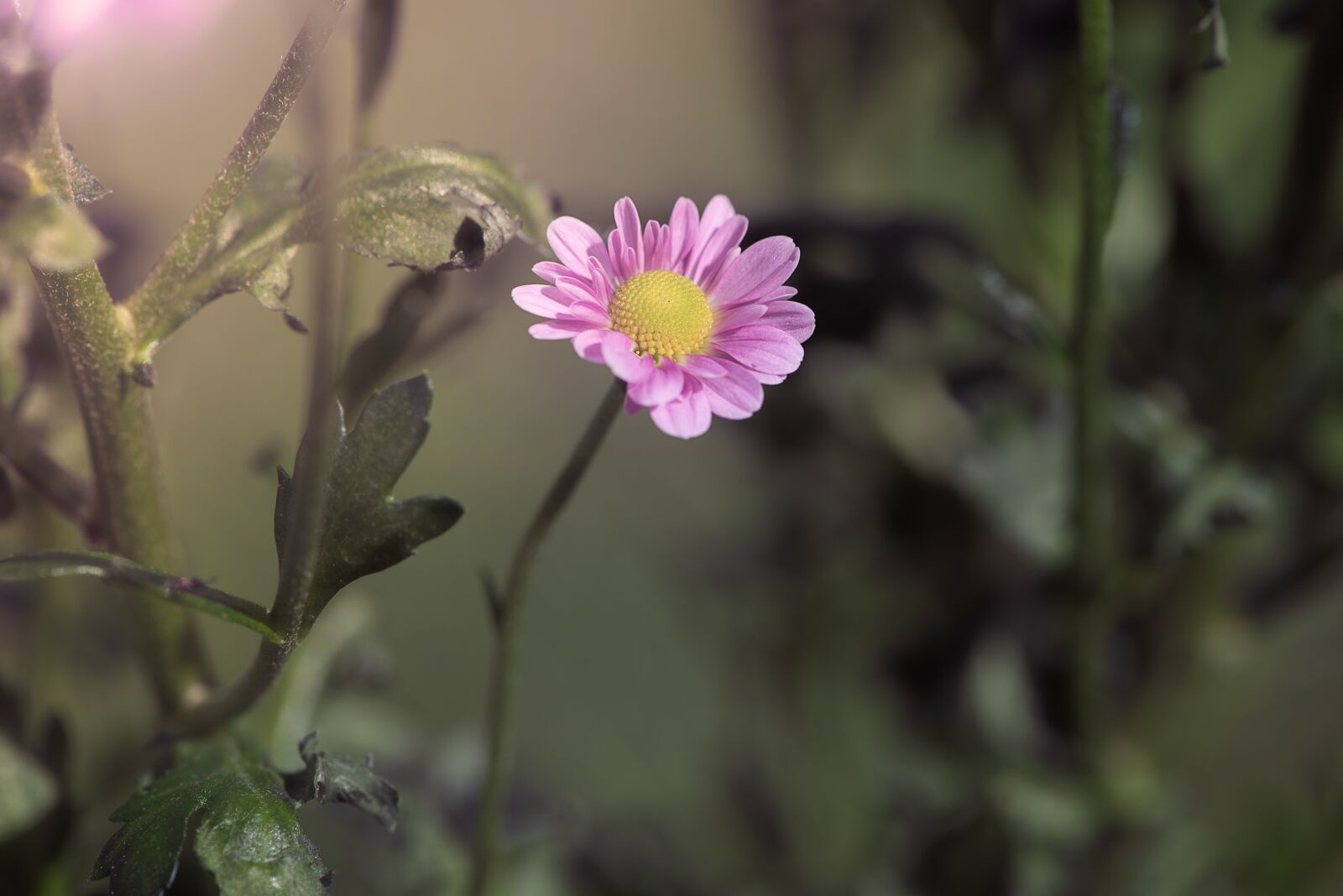 Nikon D750 sample photo. Flower, pink, pink flower photography