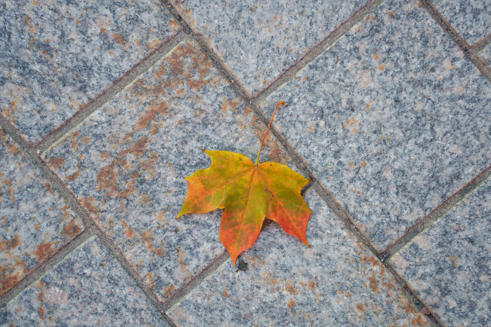 Sony a7R V sample photo. Autumn leaf on pavement photography