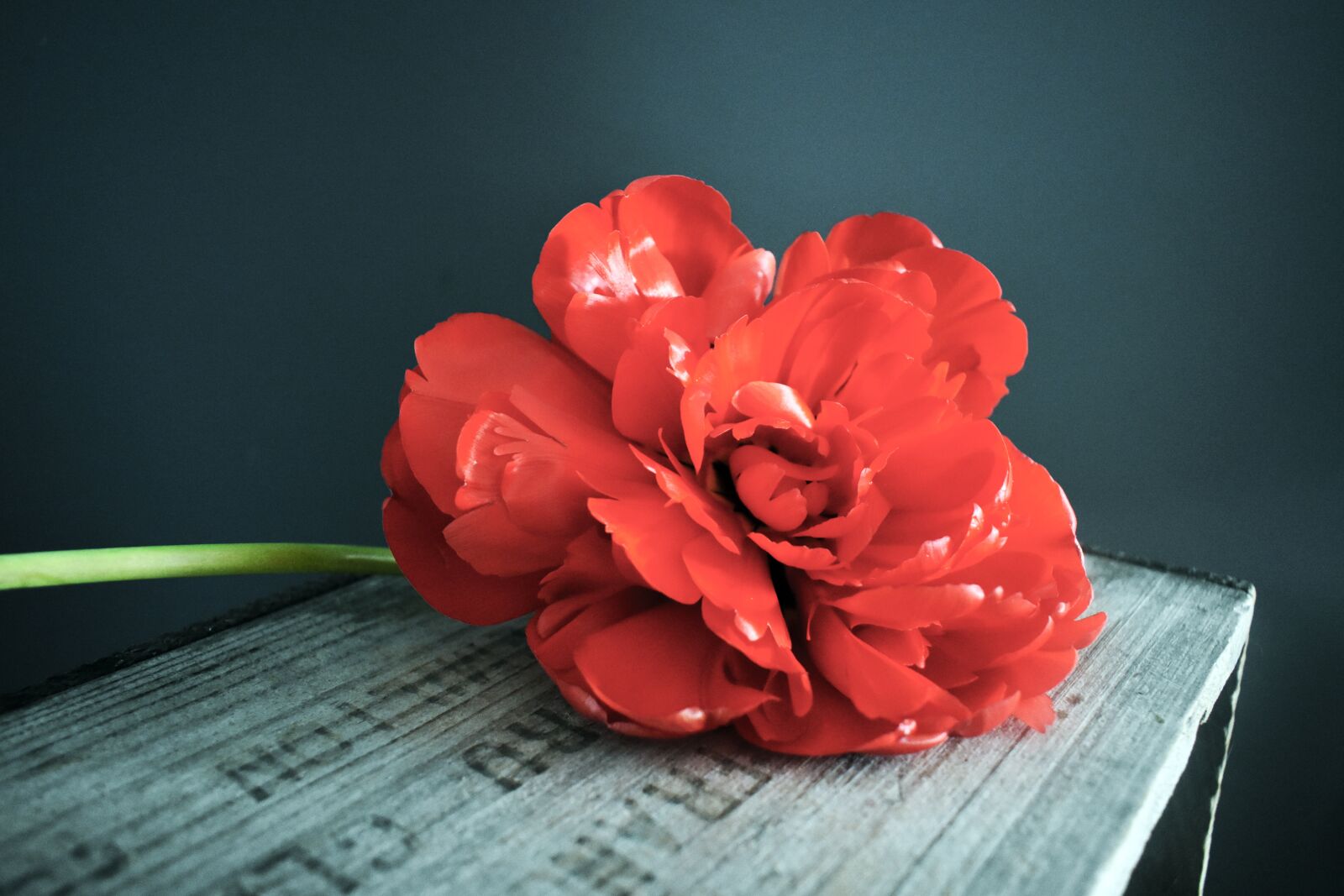 Nikon D3400 sample photo. Red, tulip, wooden crate photography