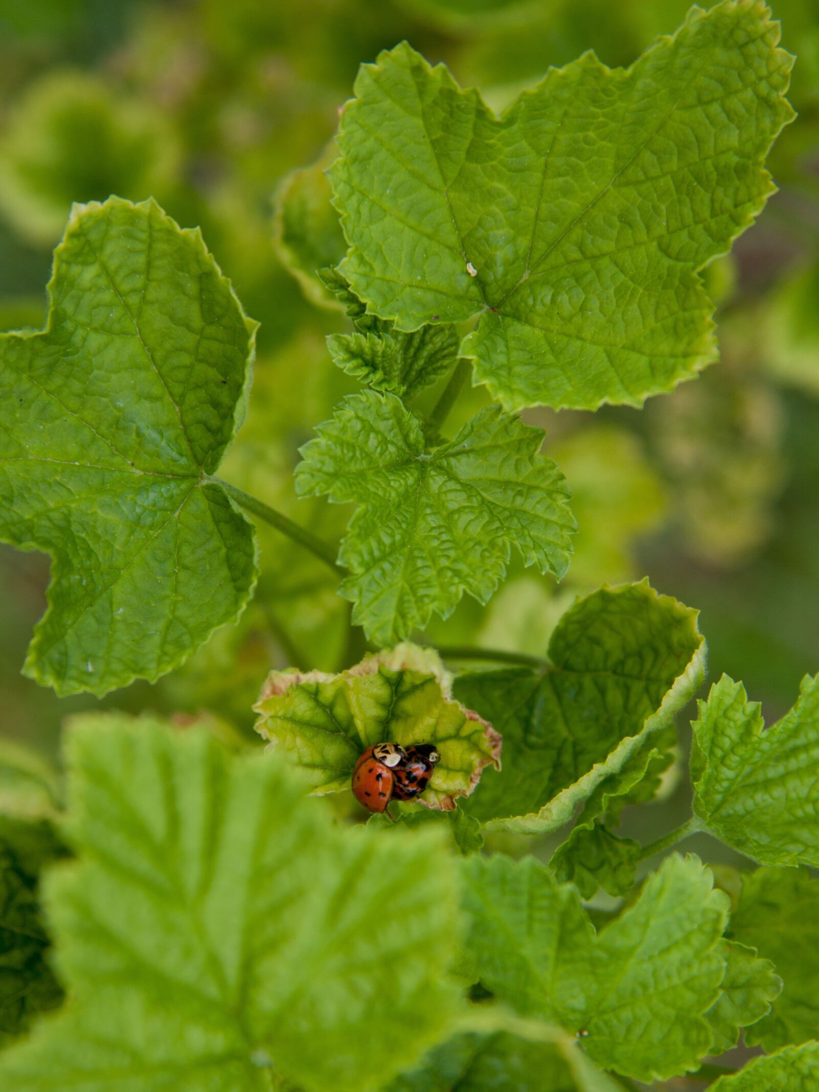 Canon EOS 50D sample photo. Ladybug, pairing, beetle photography