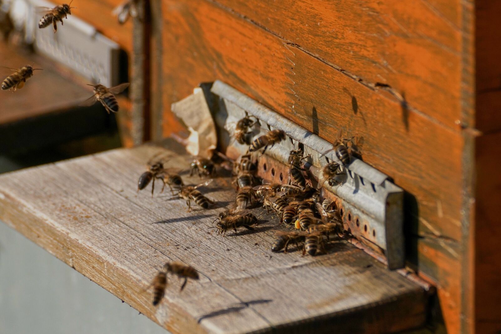 Sony DT 55-300mm F4.5-5.6 SAM sample photo. Bee colonies, bees, beehive photography