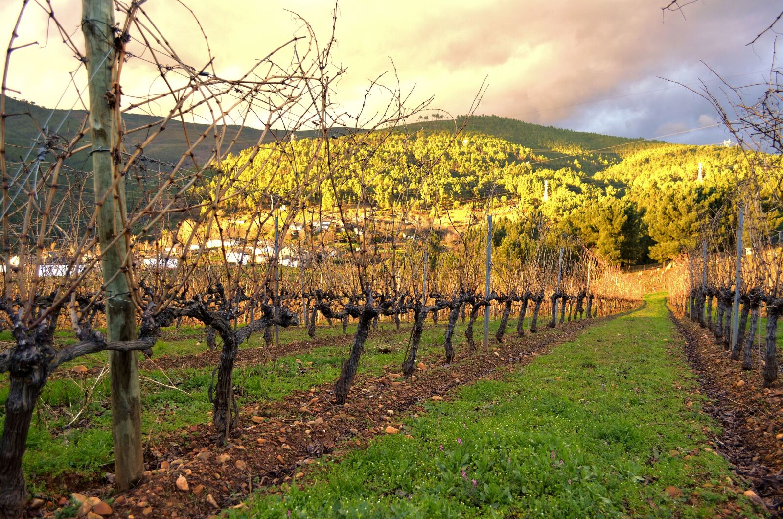 Nikon D5100 sample photo. Vineyard, strain, vine photography