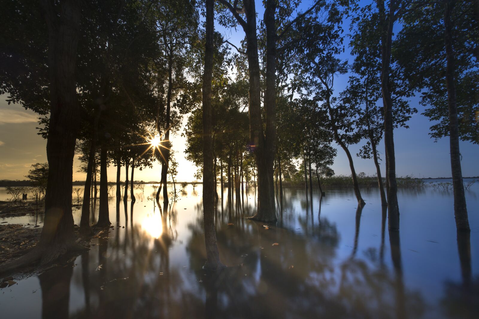 Voigtlander ULTRA WIDE-HELIAR 12mm F5.6 III sample photo. Sunset, outdoor, tree photography