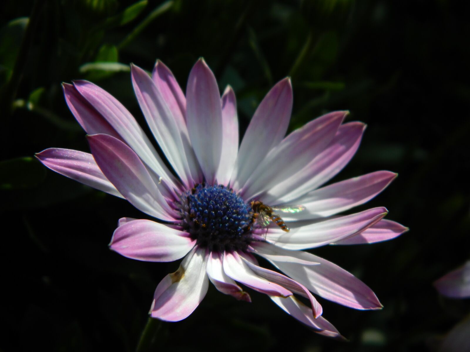 Nikon Coolpix L120 sample photo. Flower, insect, nature photography