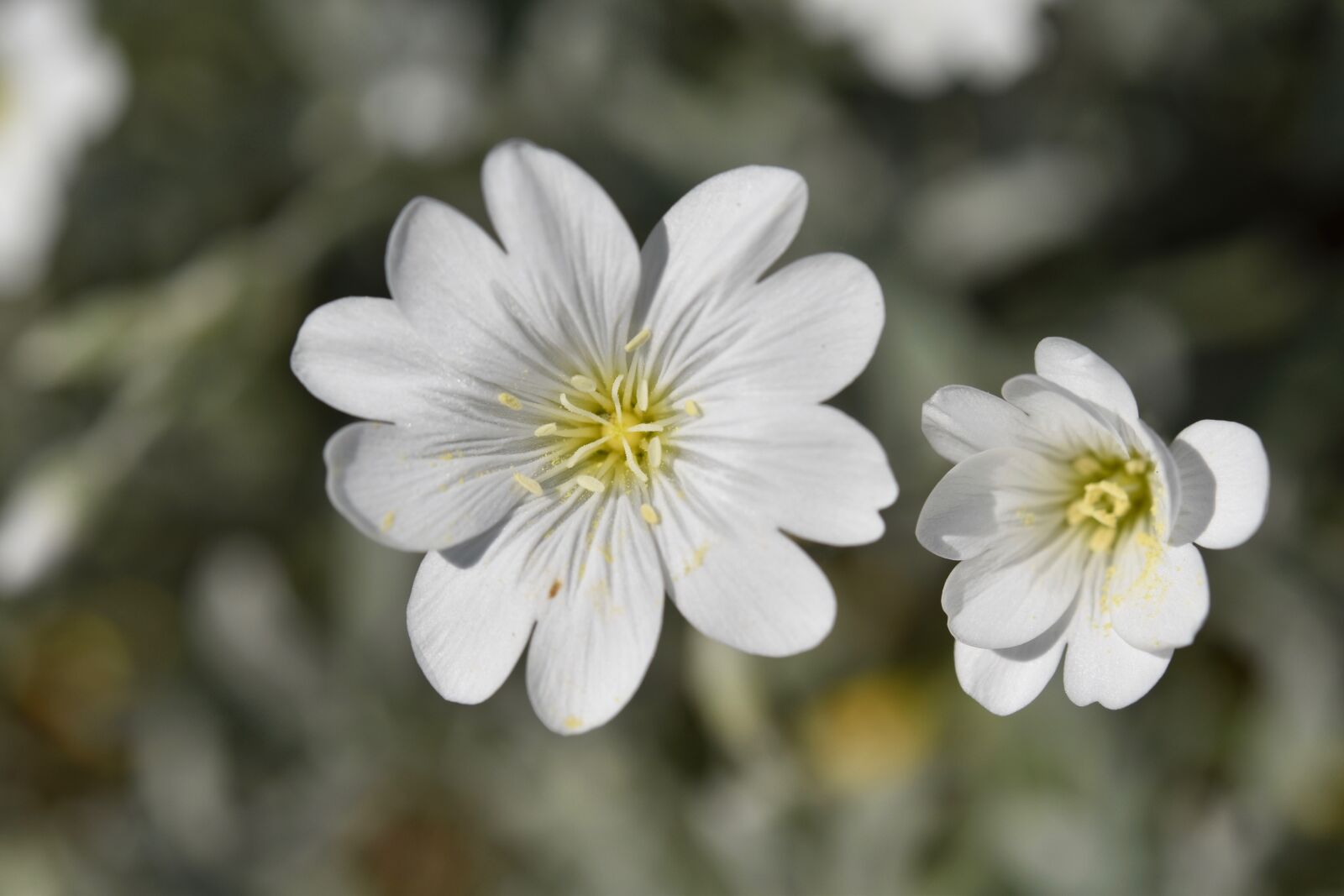 Nikon D5600 sample photo. White flower, flower solid photography