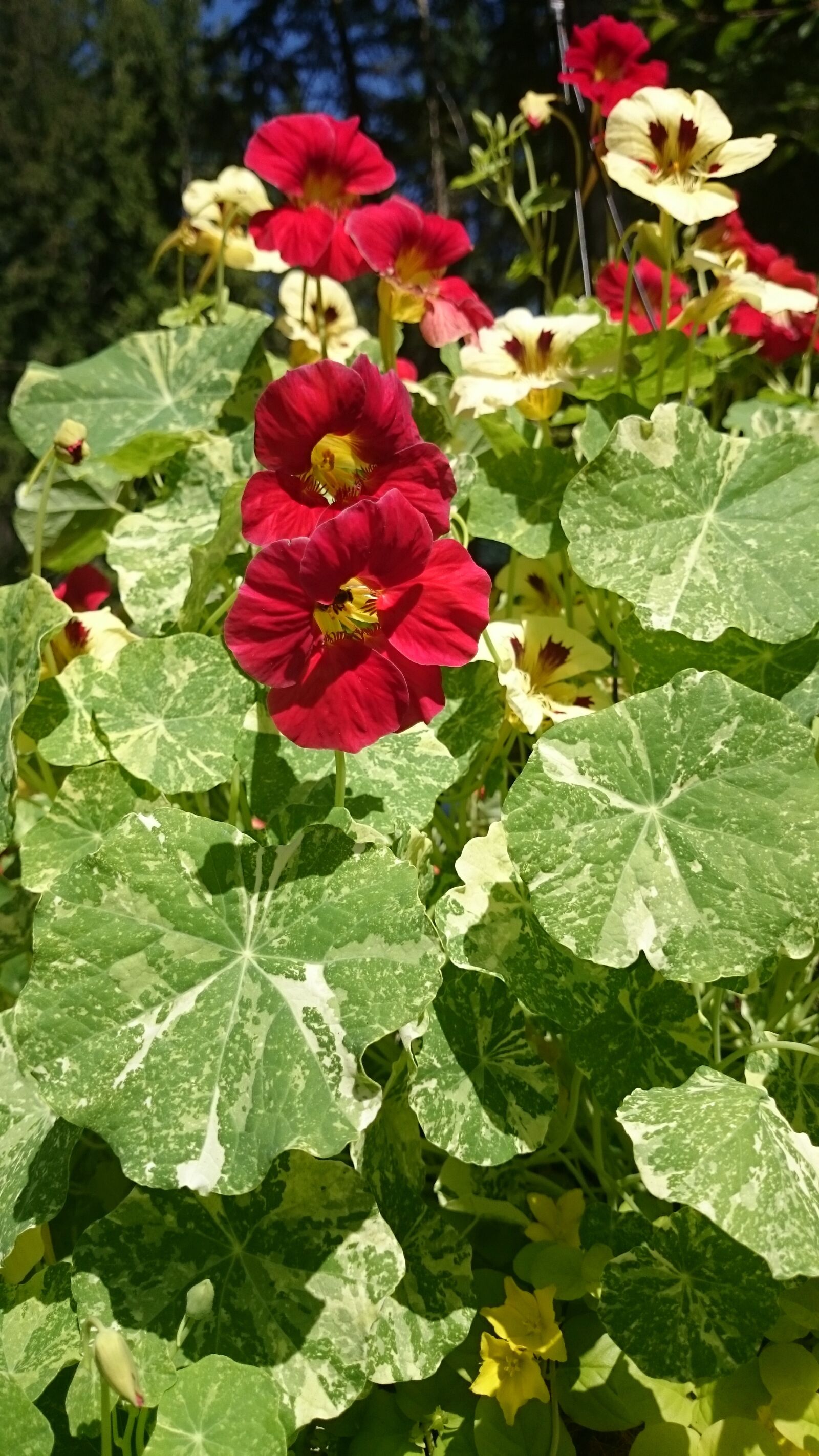 Sony Xperia Z1 sample photo. Variegated nasturtiums, red, yellow photography