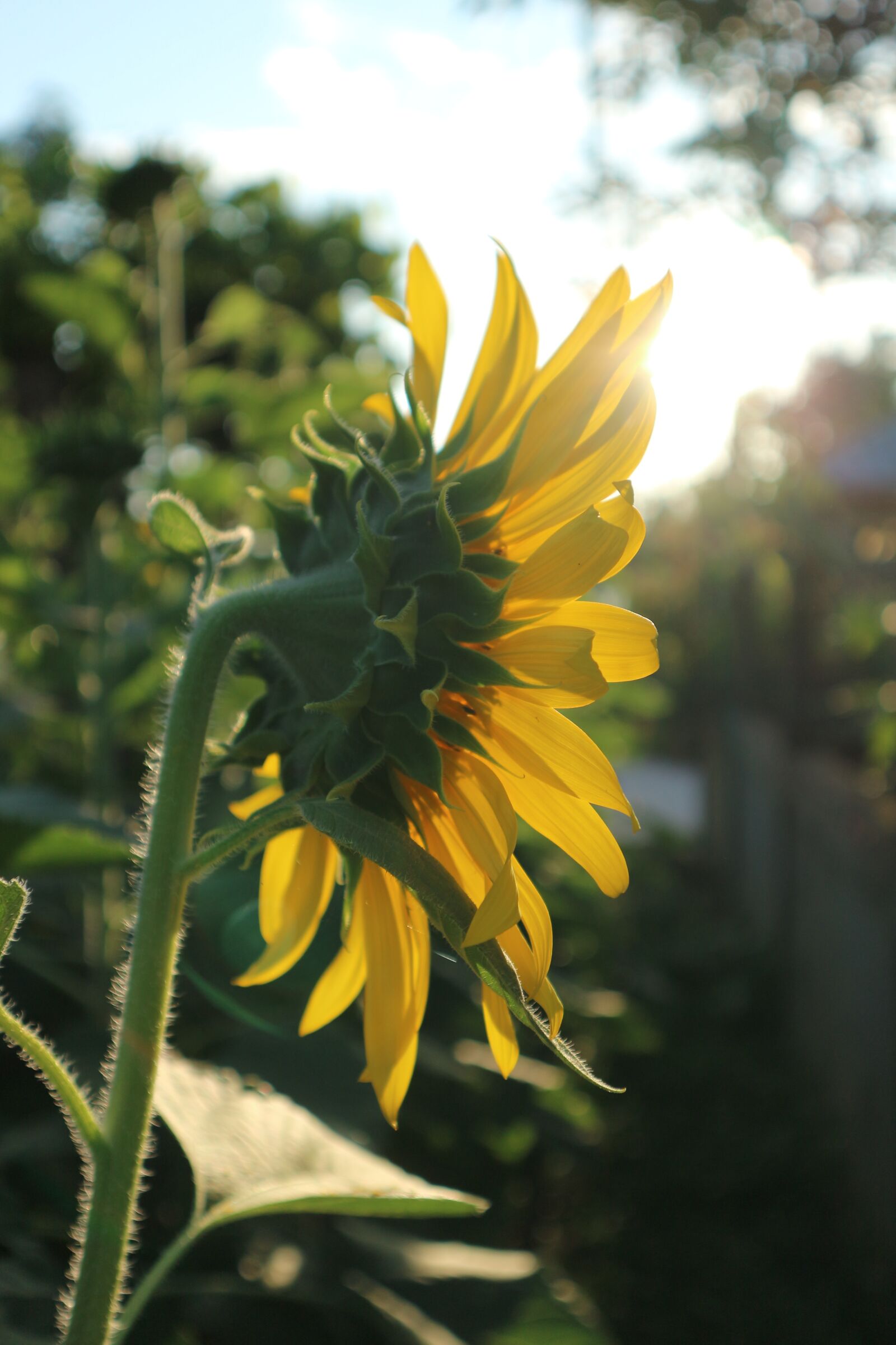 Canon EOS M10 sample photo. Sunflower, flowers, yellow photography