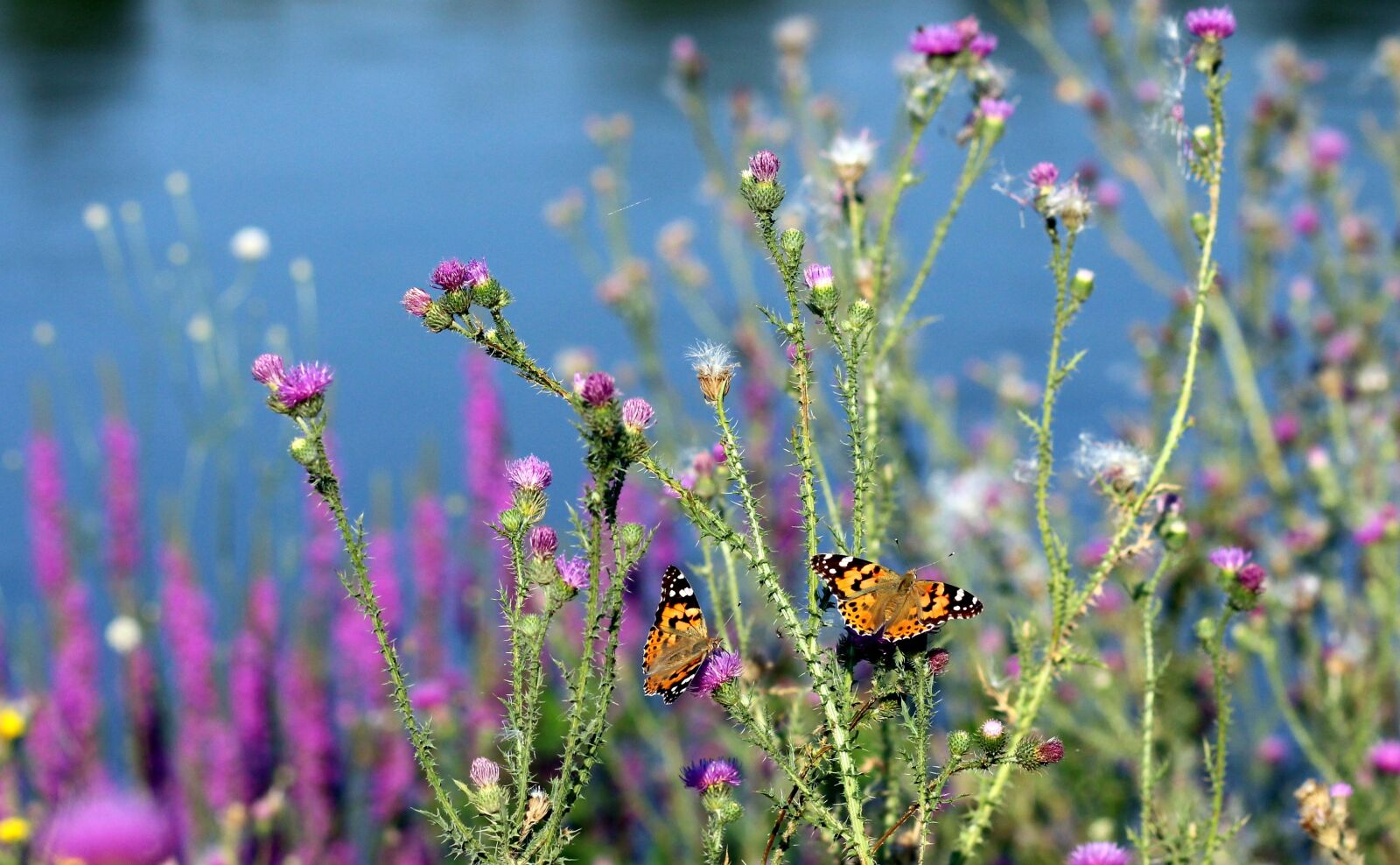 Canon EOS 700D (EOS Rebel T5i / EOS Kiss X7i) + Canon EF 85mm F1.8 USM sample photo. Butterflies, insects, plants photography
