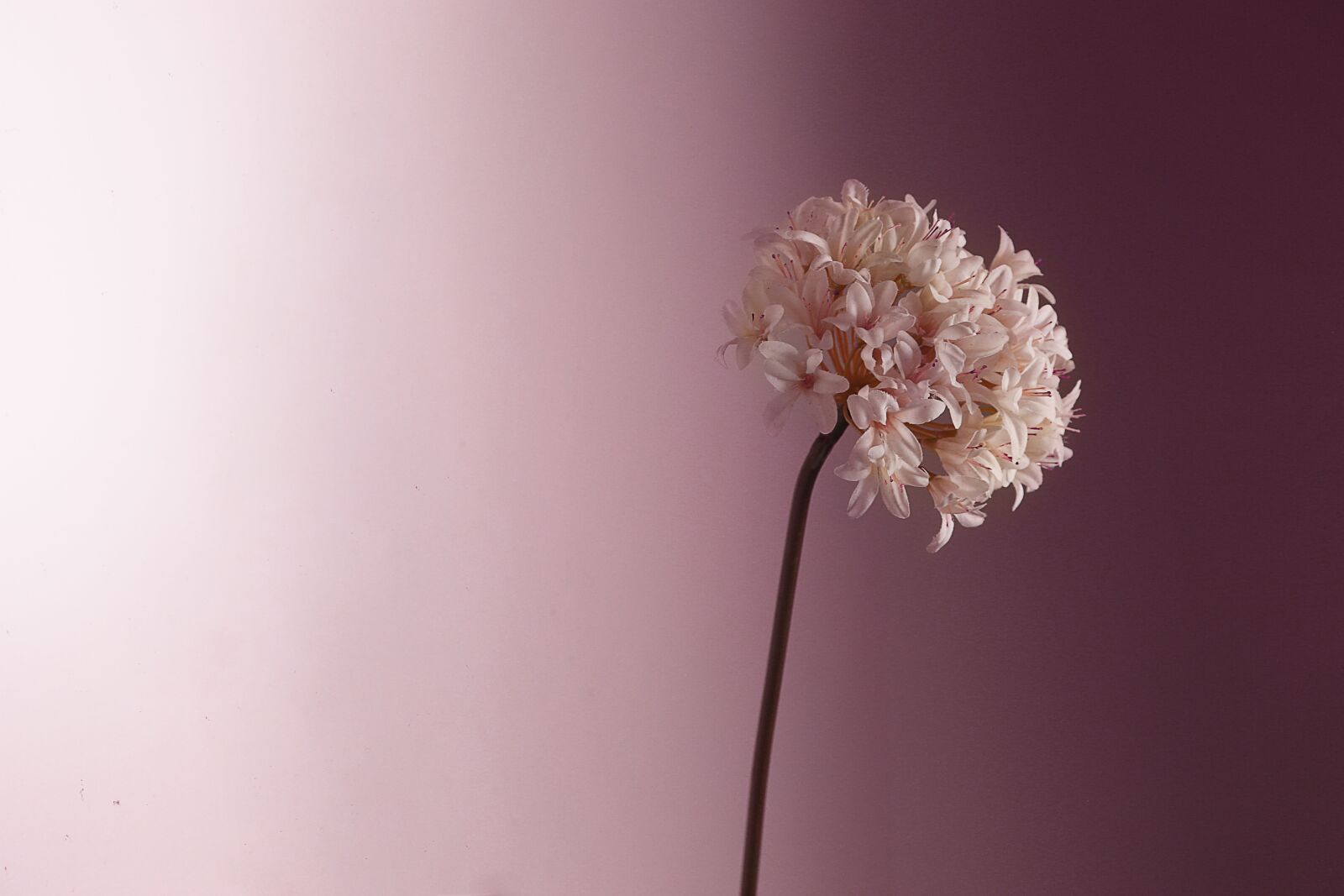 Canon EOS 6D + Canon EF 24-105mm F4L IS USM sample photo. Flower, pastel, pretty photography
