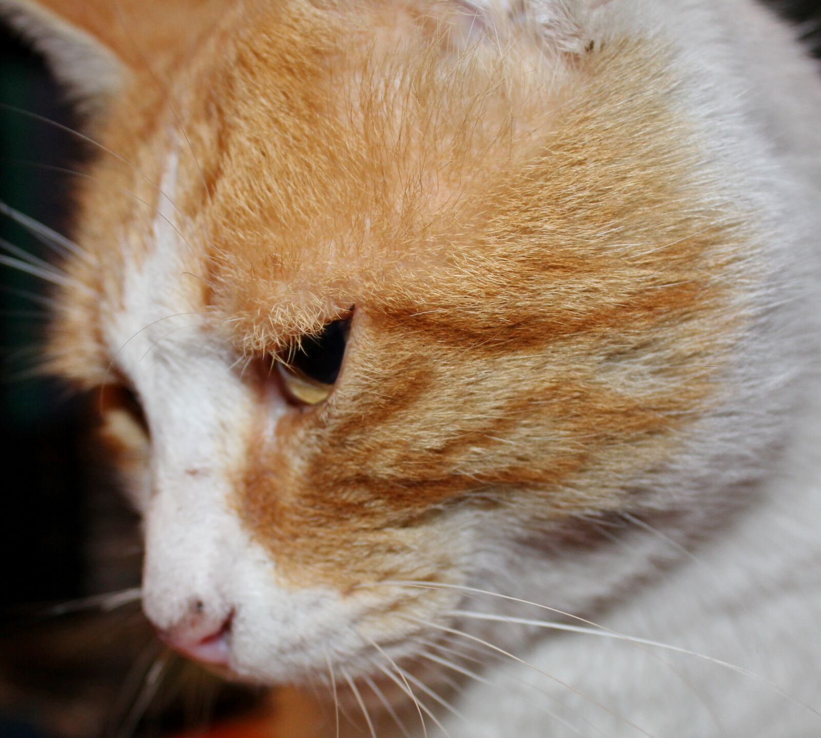 Canon EOS 1200D (EOS Rebel T5 / EOS Kiss X70 / EOS Hi) sample photo. Cat, animal, cute photography