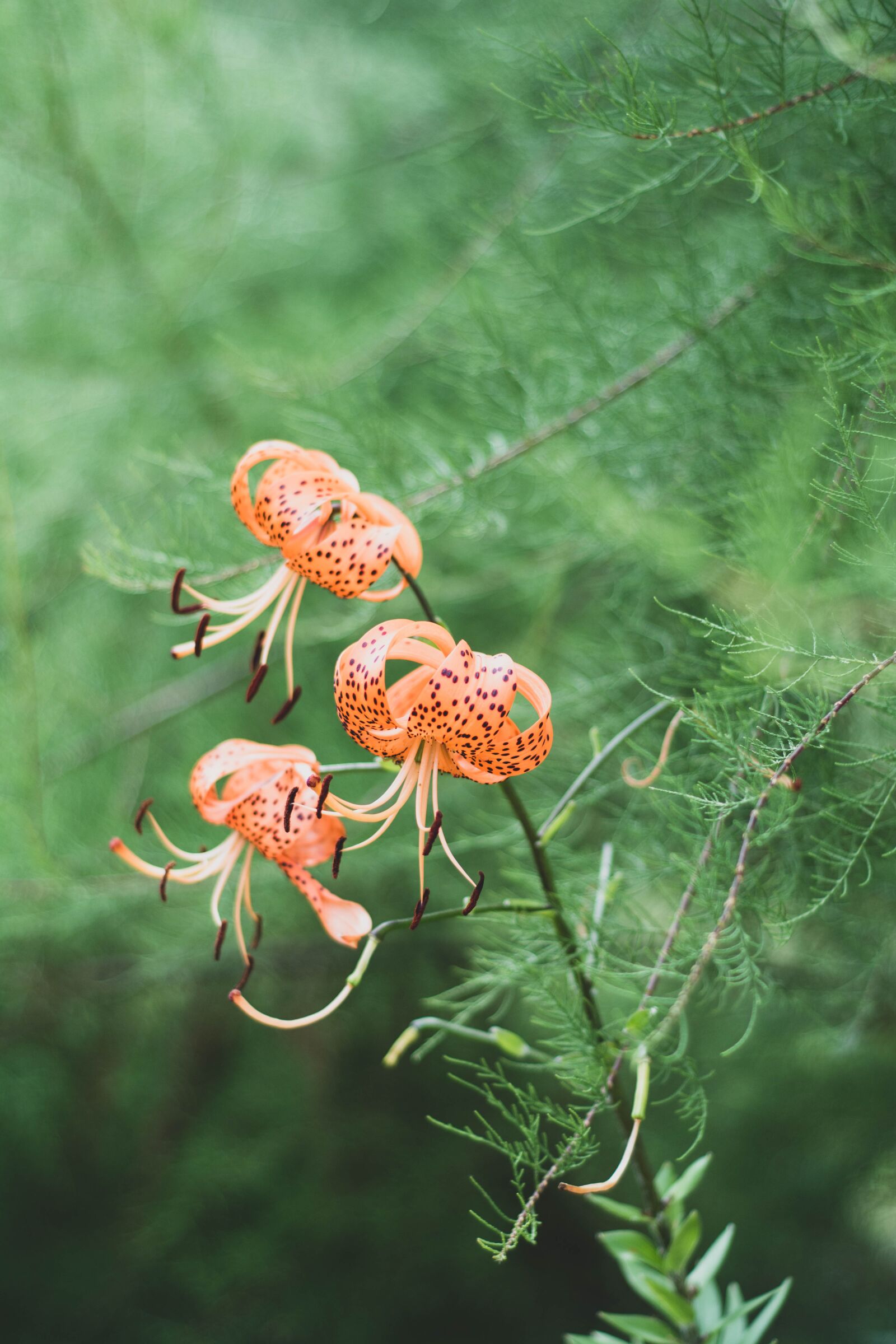 Nikon D5200 sample photo. Lily, lilies, orange photography