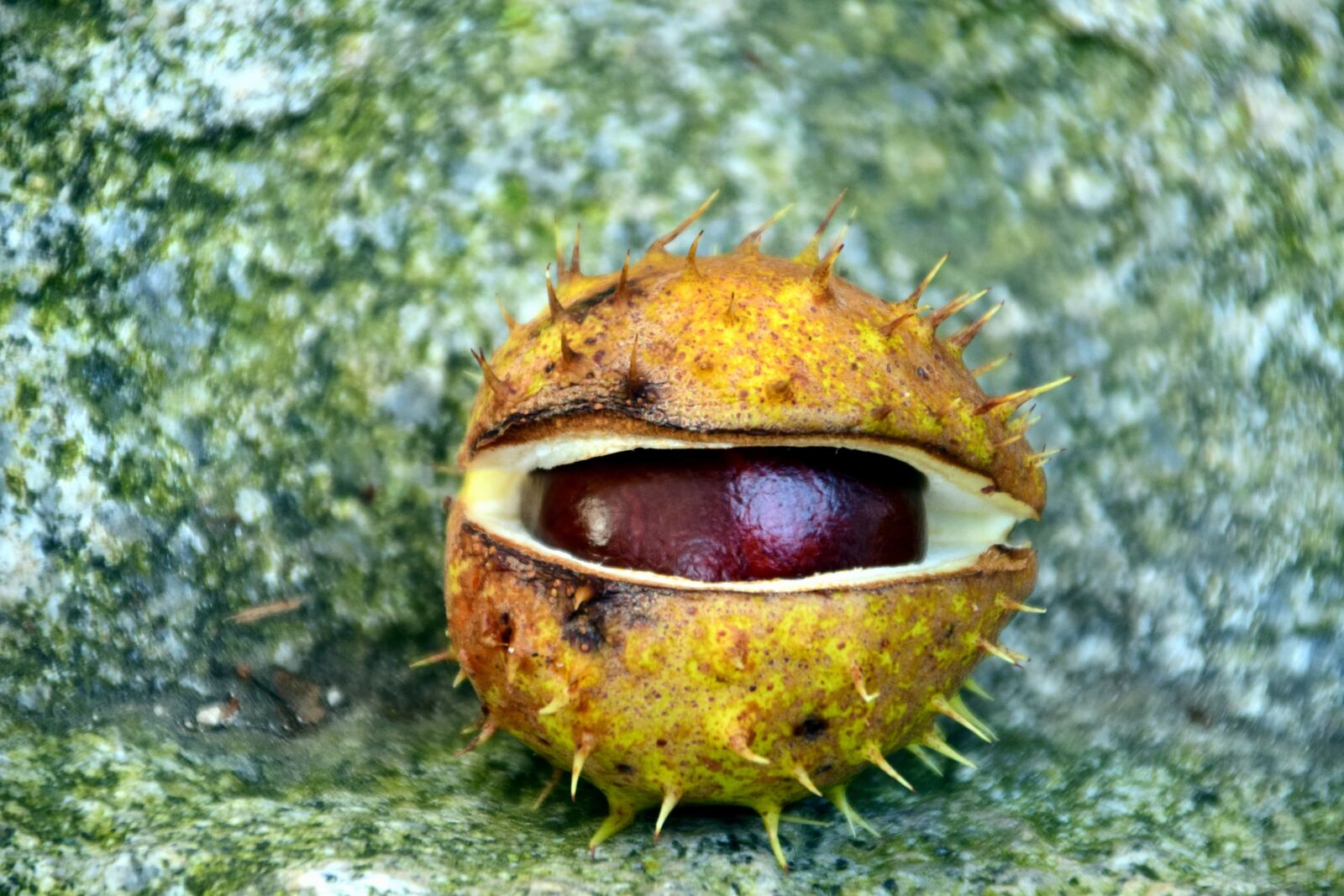 Nikon D3300 sample photo. Forest, seed, leaf, wood photography