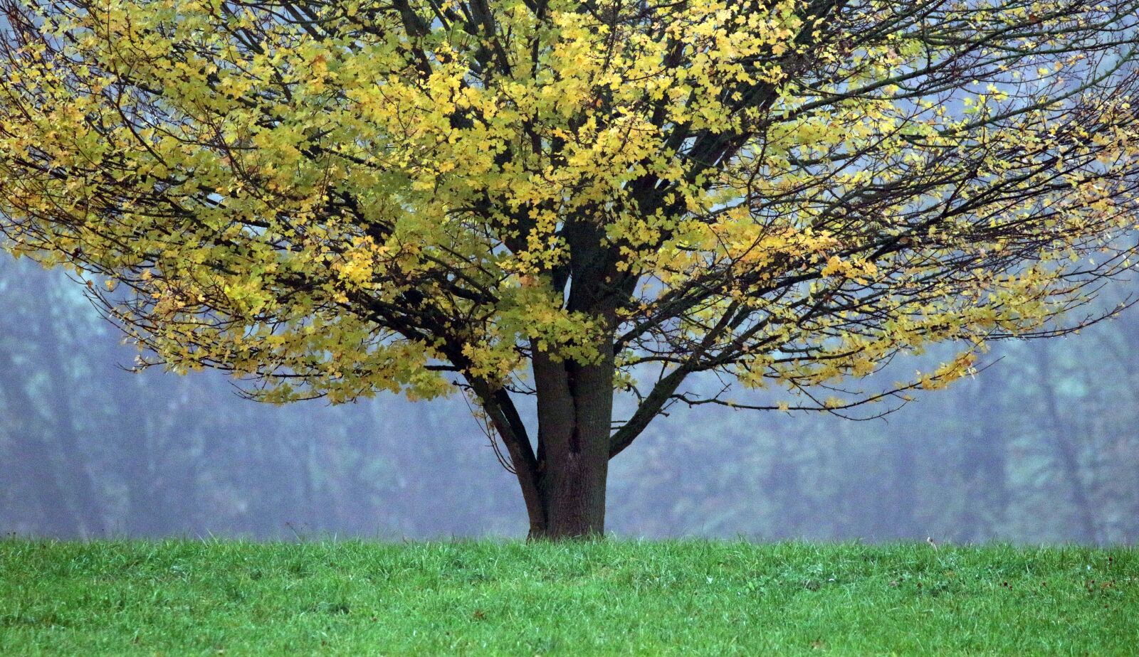 Canon EOS 7D Mark II sample photo. Tree, autumn, leaves photography