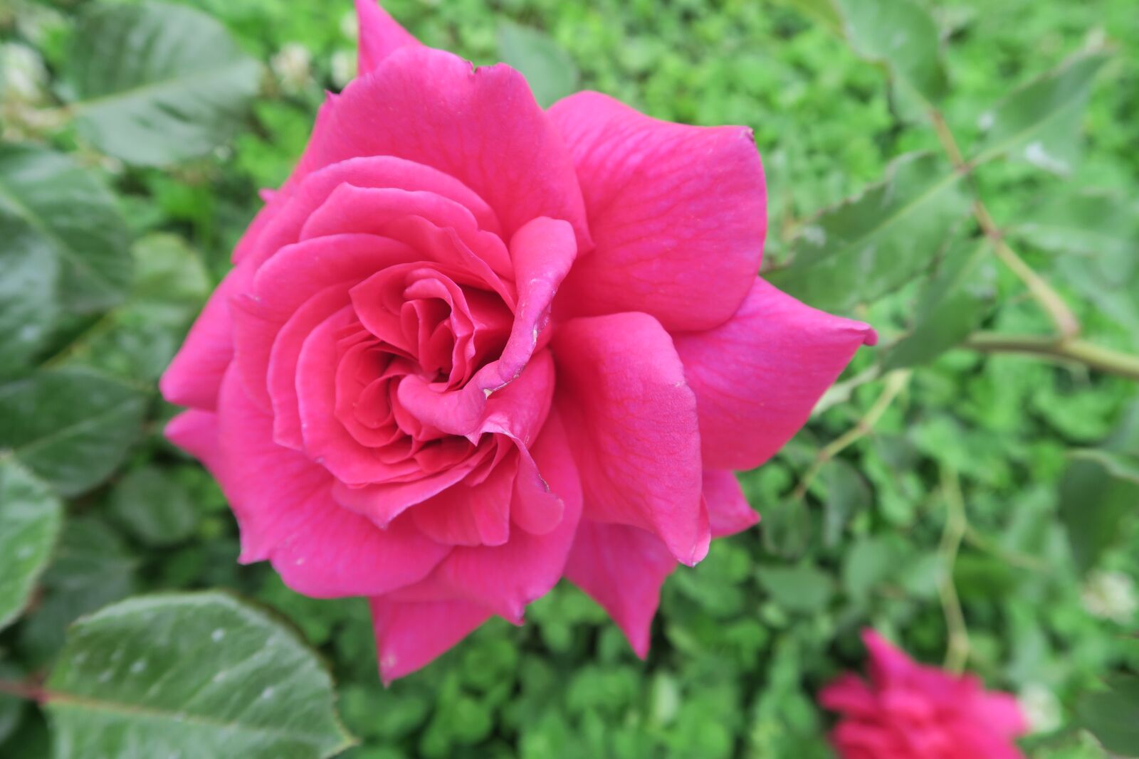 Canon PowerShot G7 X sample photo. Rose, spring, red rose photography