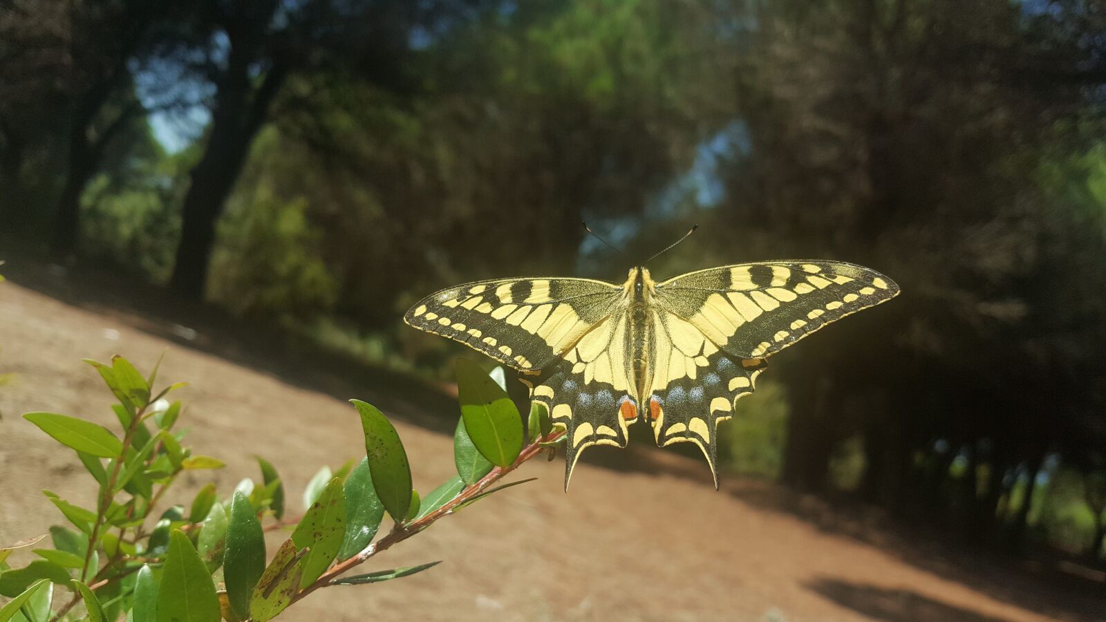 Samsung Galaxy Note5 sample photo. Butterfly, nature, summer photography