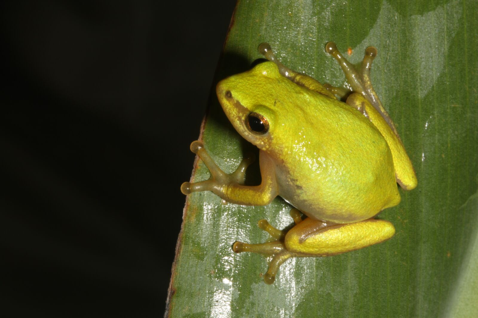 Canon EOS 500D (EOS Rebel T1i / EOS Kiss X3) sample photo. Frog, durban, south africa photography