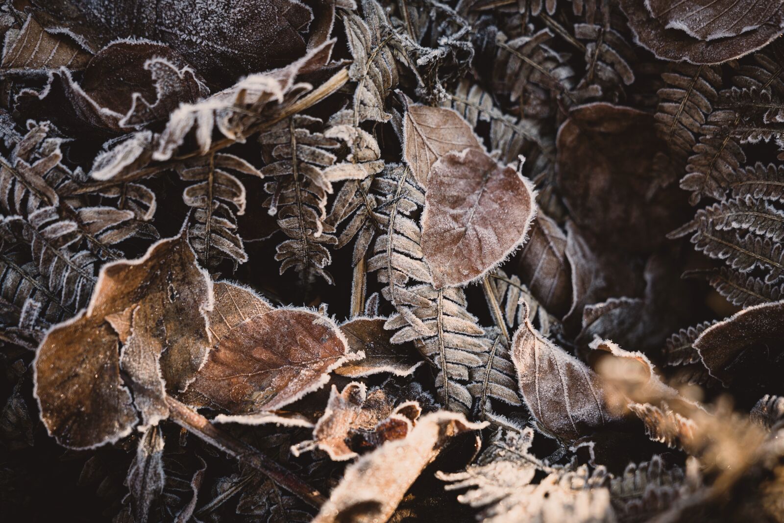 Sony FE 24-70mm F2.8 GM sample photo. Leaves, forest, ice photography