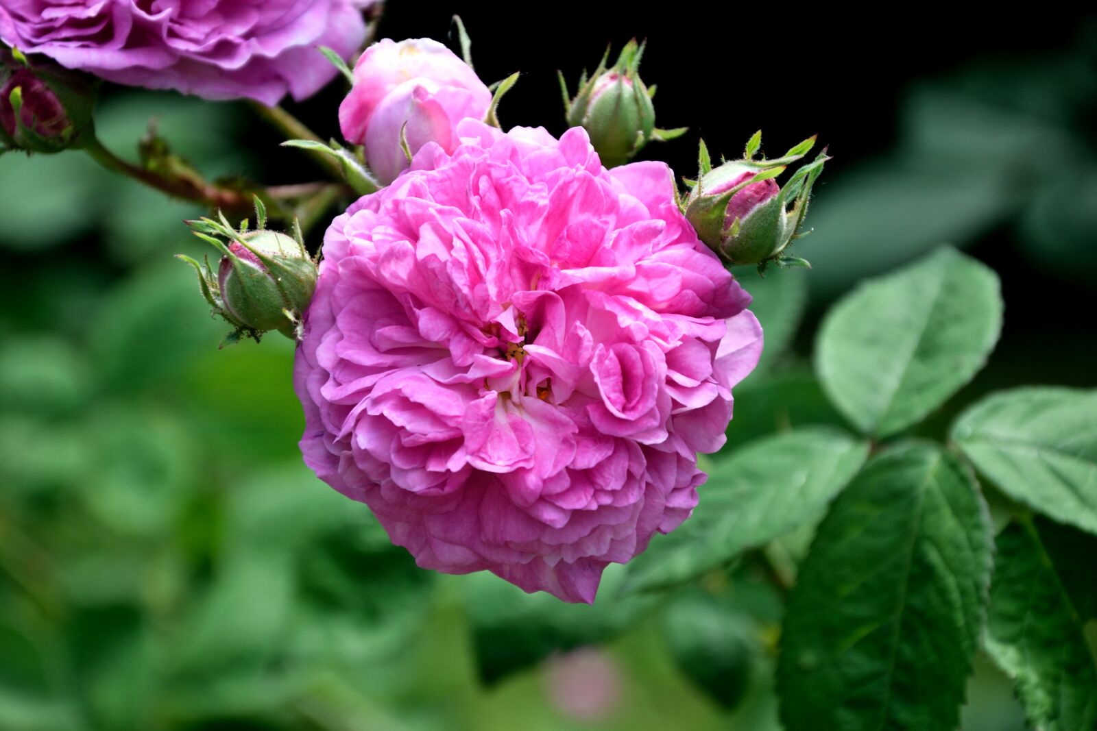 Nikon D3300 sample photo. Rose, pink, filled photography