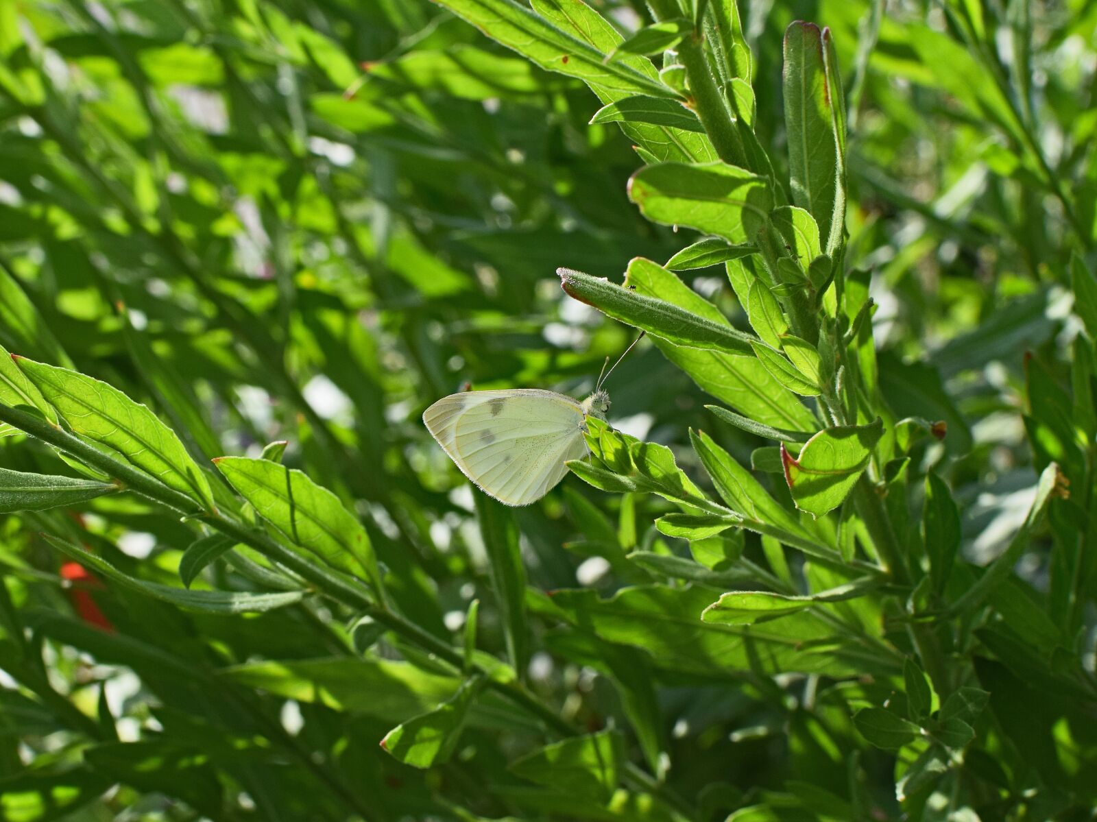 Nikon D3300 sample photo. Cabbage white butterfly, butterfly photography