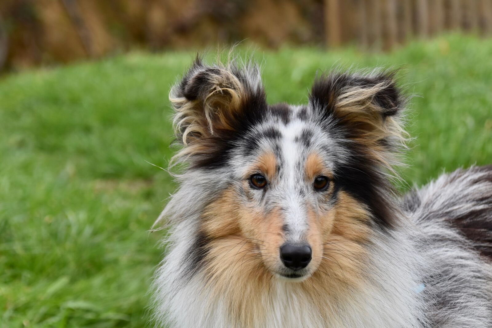 Nikon D5600 sample photo. Dog, bitch, shetland sheepdog photography