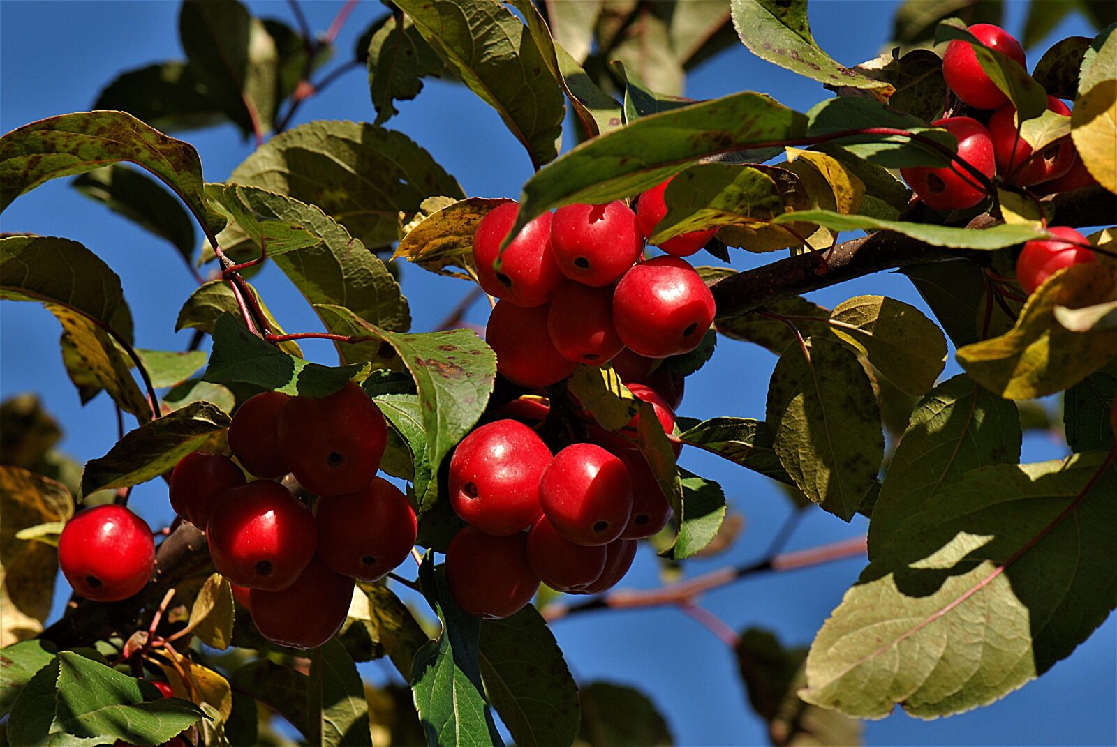 Nikon D80 sample photo. Fruits, zieraepfel, red sentinel photography