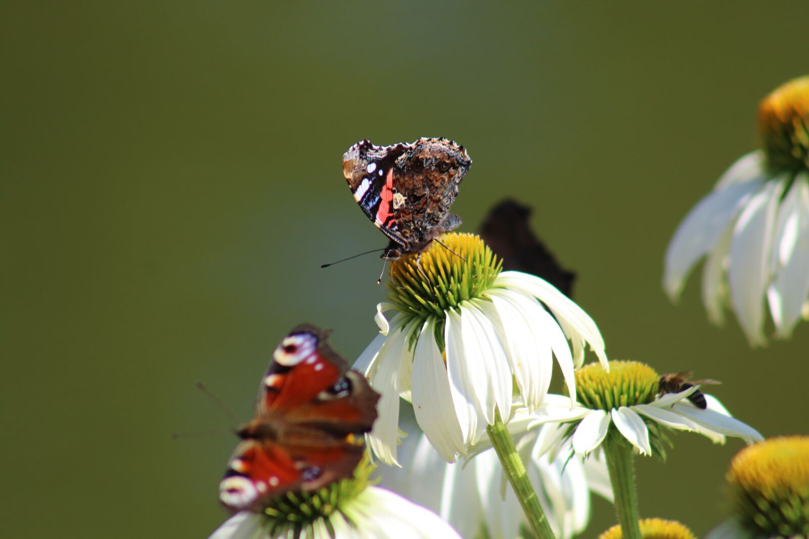Canon EOS 70D + Canon EF 75-300mm f/4-5.6 USM sample photo. Butterflies, insect, flower photography