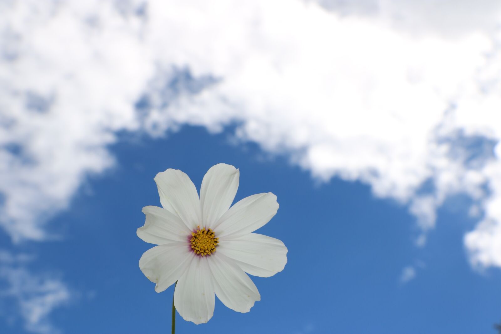 Canon EOS 760D (EOS Rebel T6s / EOS 8000D) sample photo. Blue sky, white cloud photography
