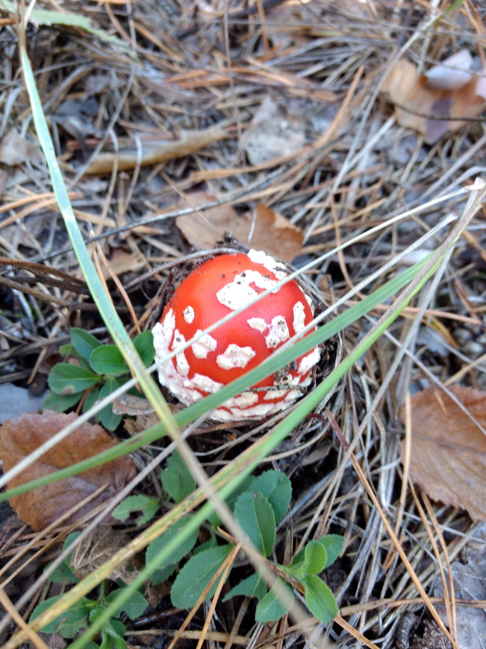 Motorola Moto Z Play sample photo. Forest, mushroom, amanita photography