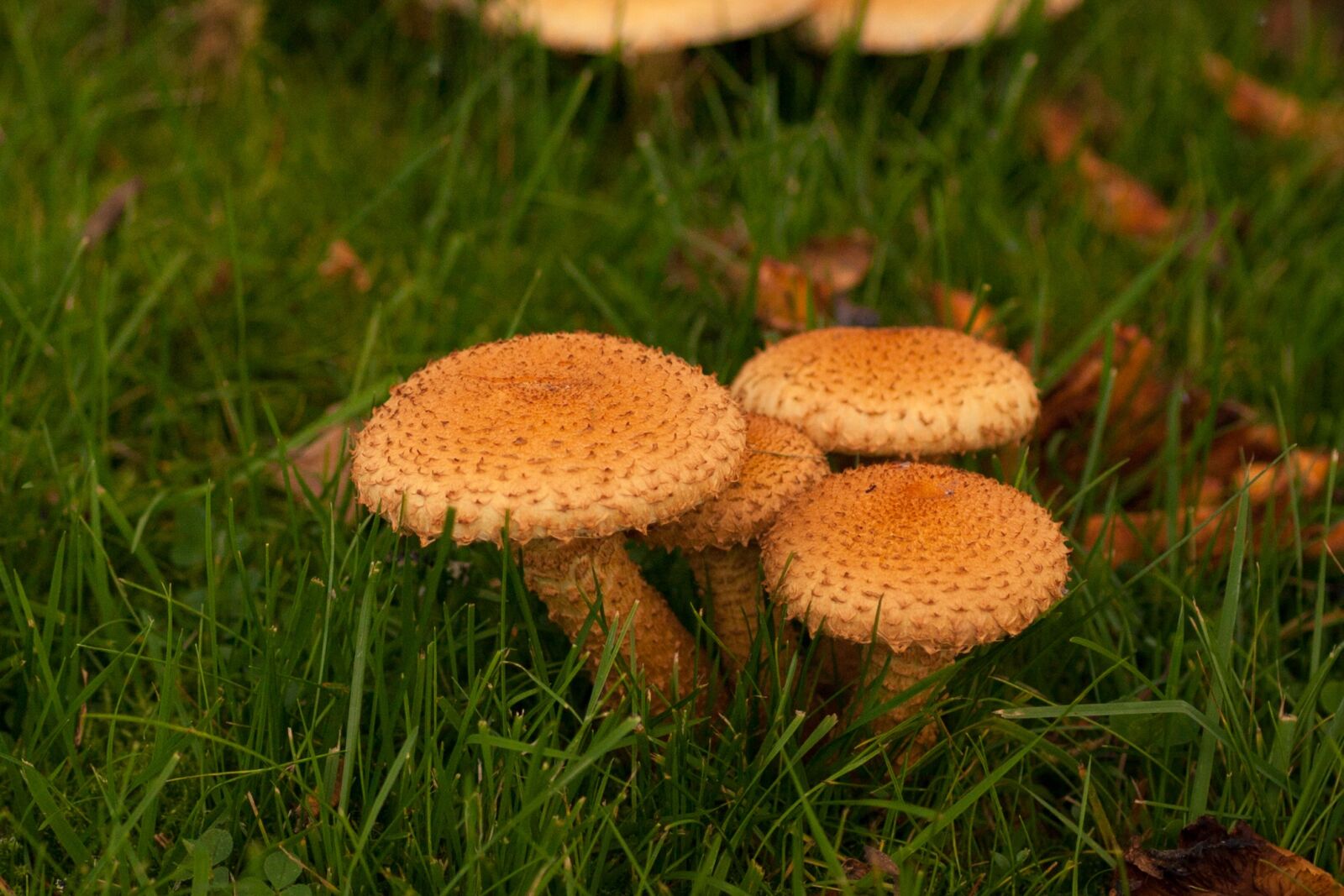 Canon EOS 5D Mark II sample photo. Autumn, fall, mushrooms photography