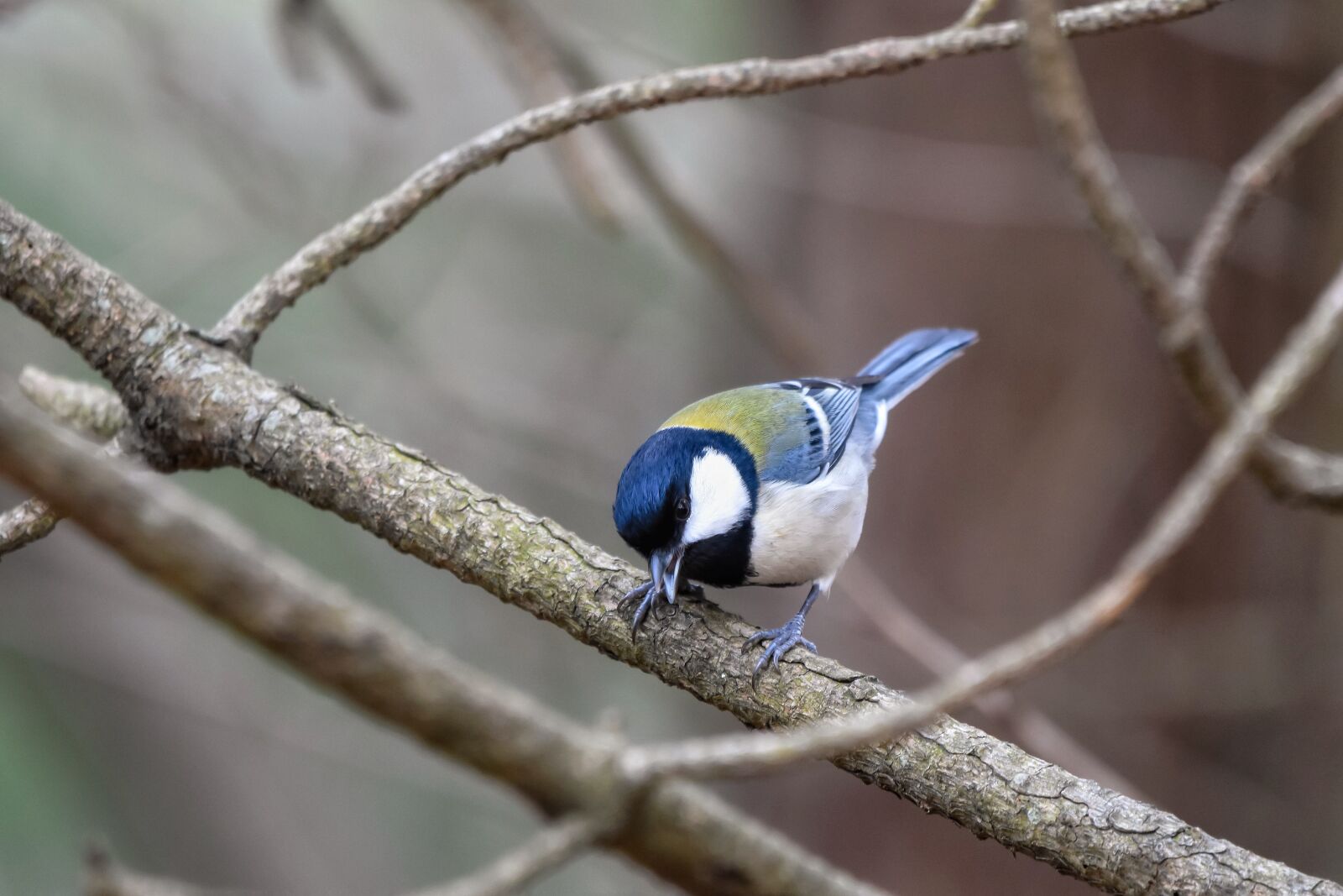 Nikon D7200 sample photo. Animal, forest, wood photography