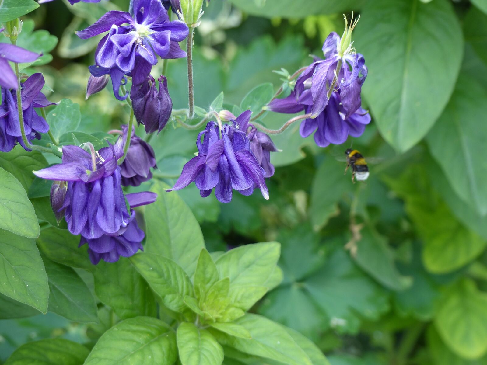 Panasonic Lumix DMC-FZ200 sample photo. Columbine, flower, hummel photography