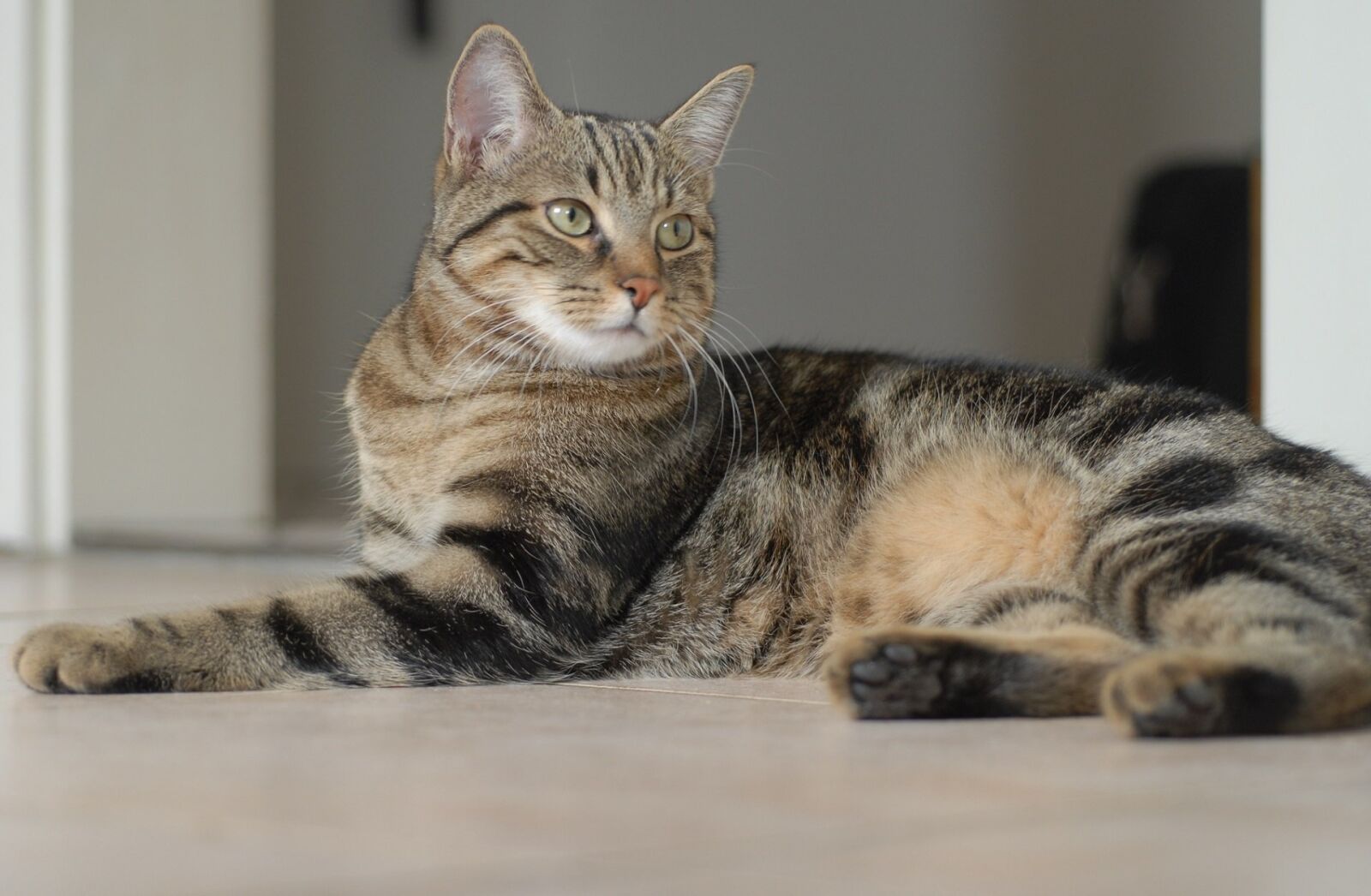 Nikon D200 sample photo. Cat, portrait, pet photography
