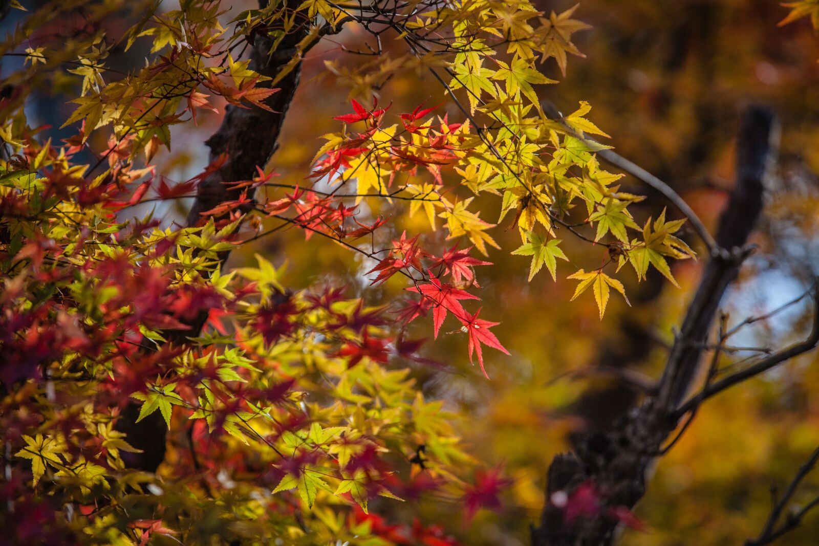 Canon EOS 5D Mark II + Canon EF 70-200mm F2.8L IS USM sample photo. Autumn leave, japan, nature photography